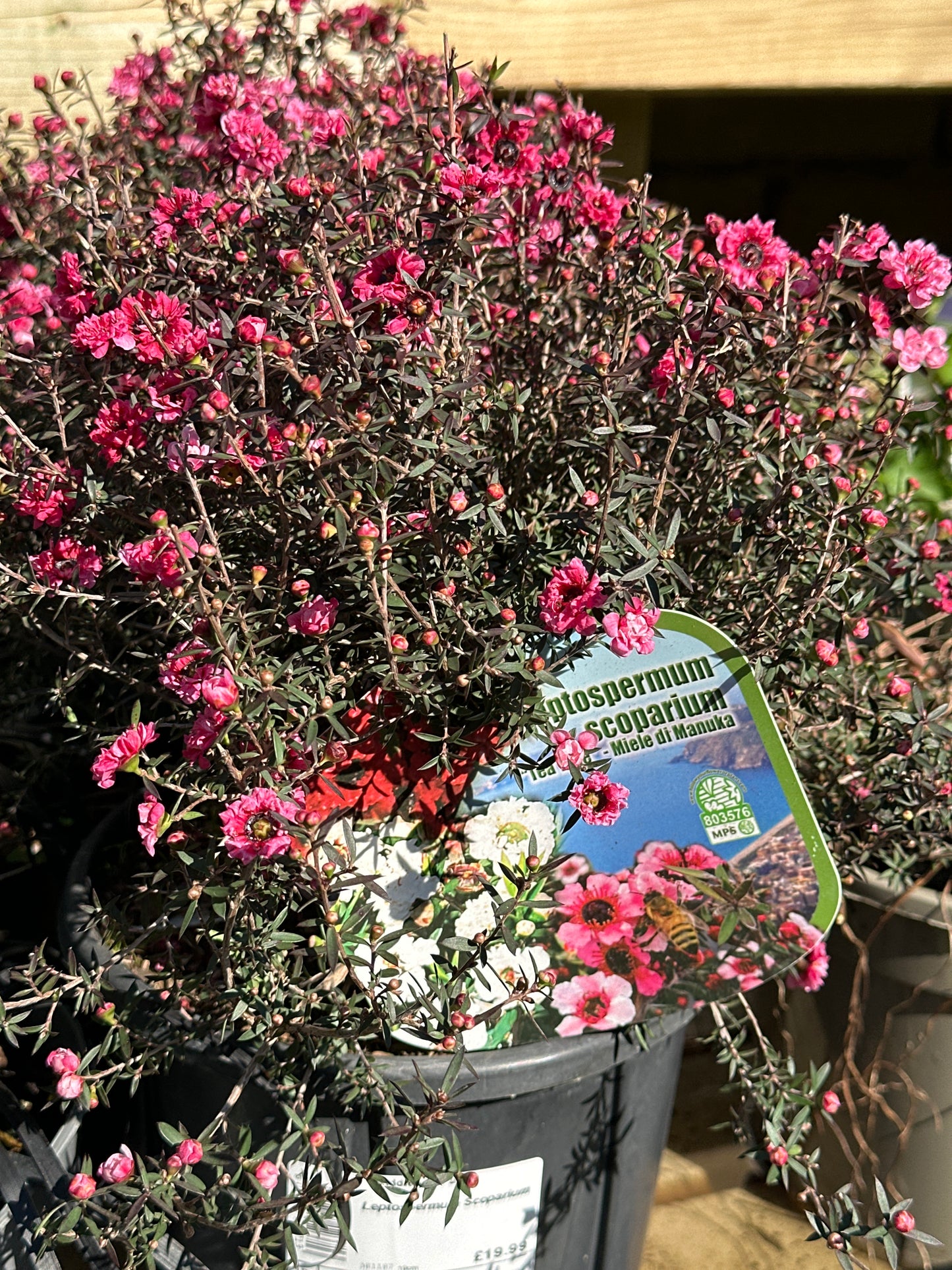 Leptospermum Scoparium 19cm