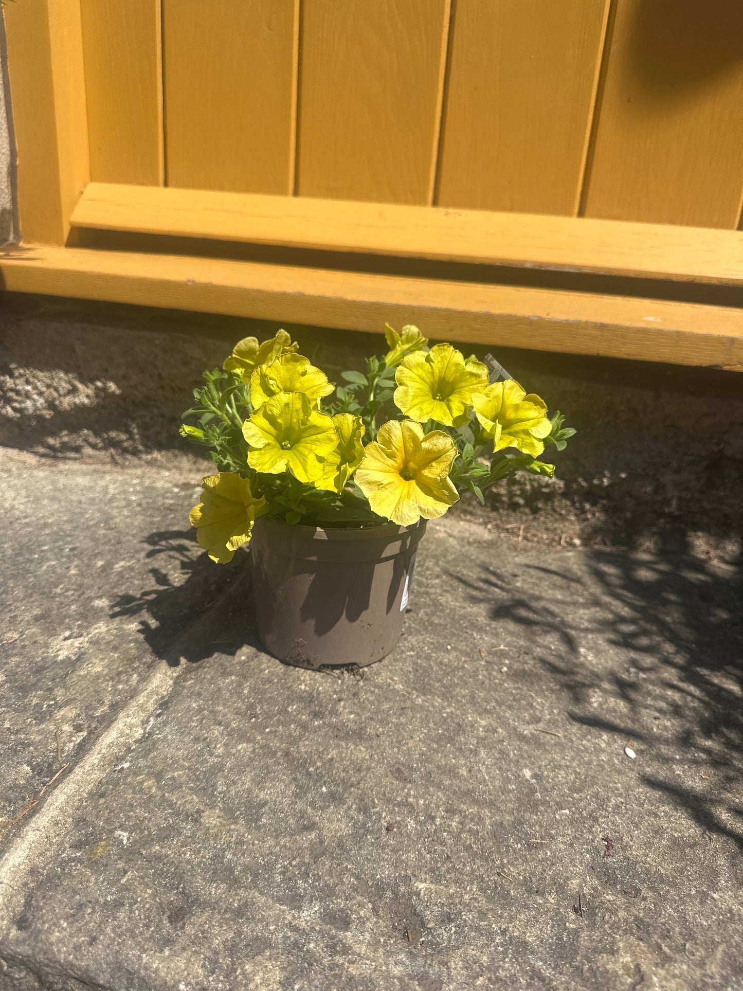 Petunia 1Litre