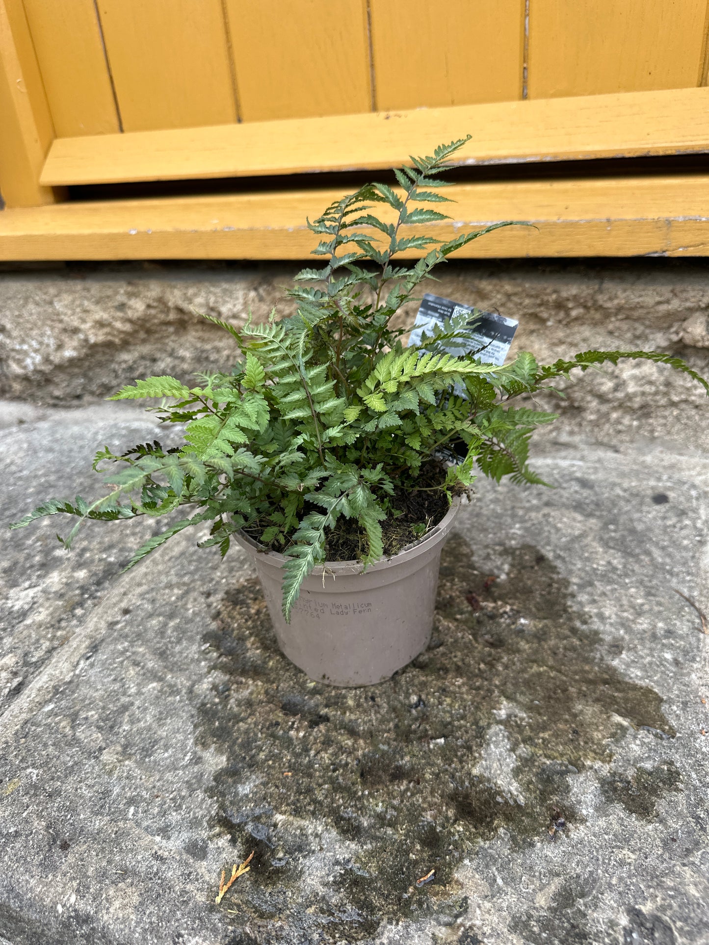 Athyrium mettallicum 1Ltr ( Painted Lady Fern )