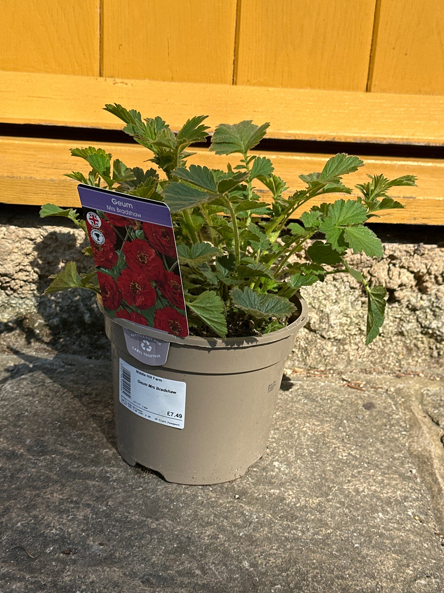 Geum Mrs Bradshaw 2Ltr