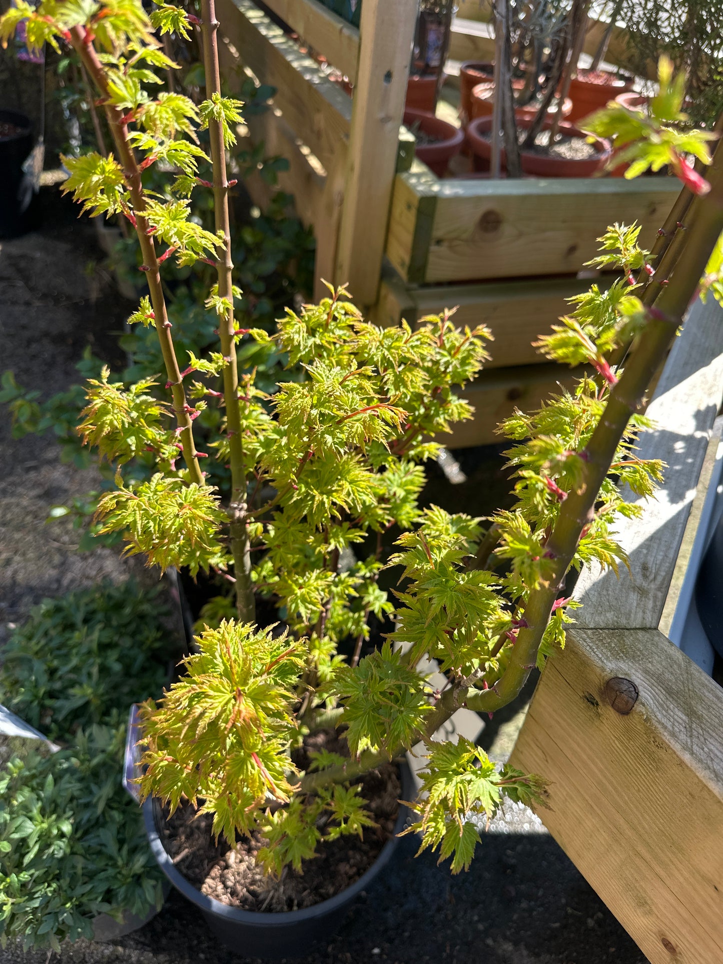 Acer palmatum Shishigashira 7.5Ltr