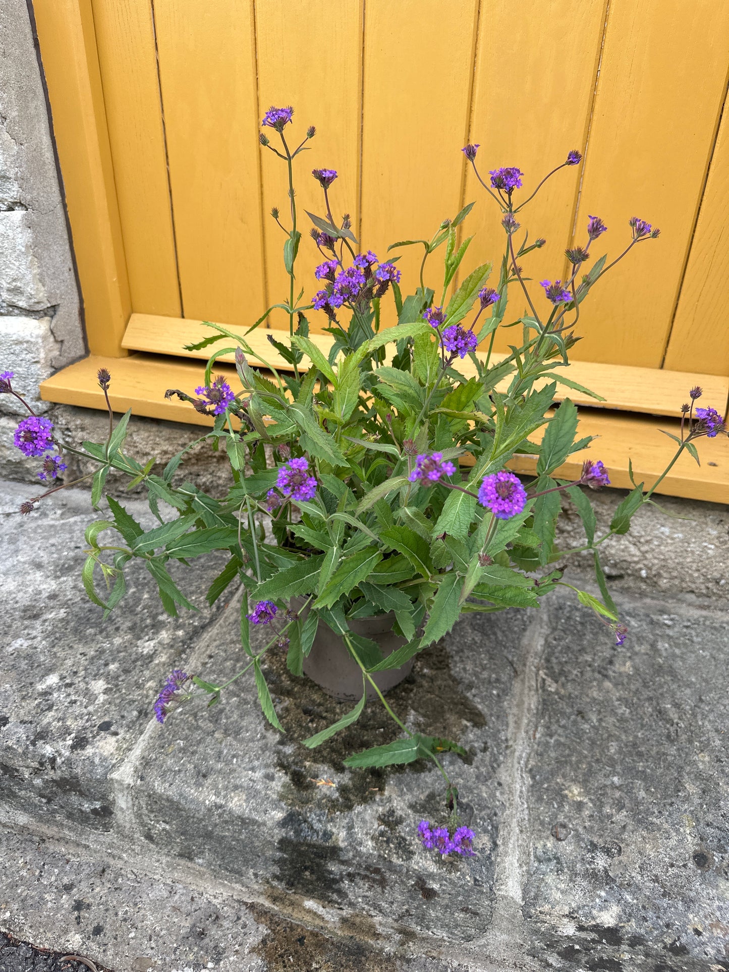 Verbena Bonariensis 2Ltr