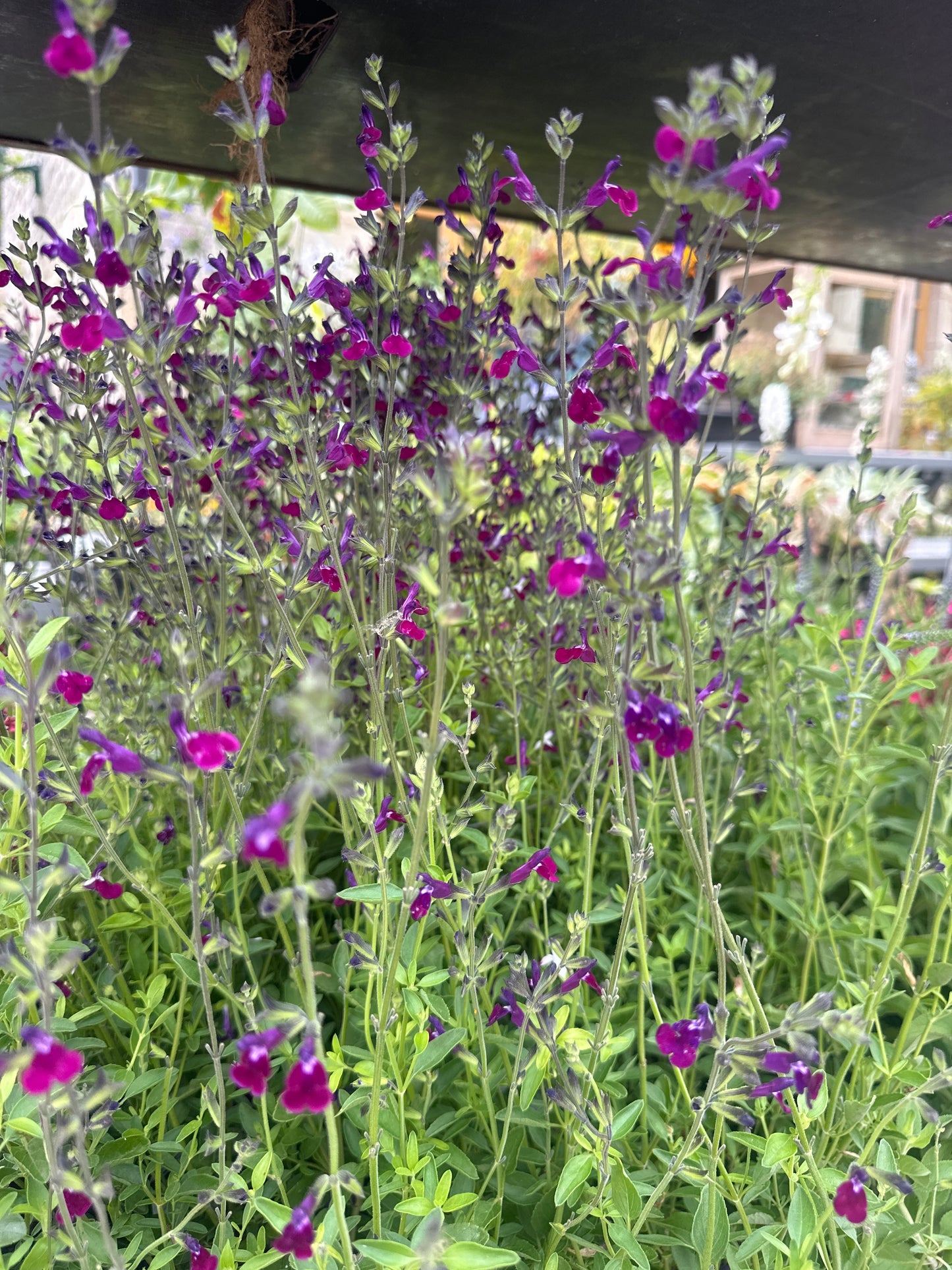 Salvia Amethyst Lips 3Ltr