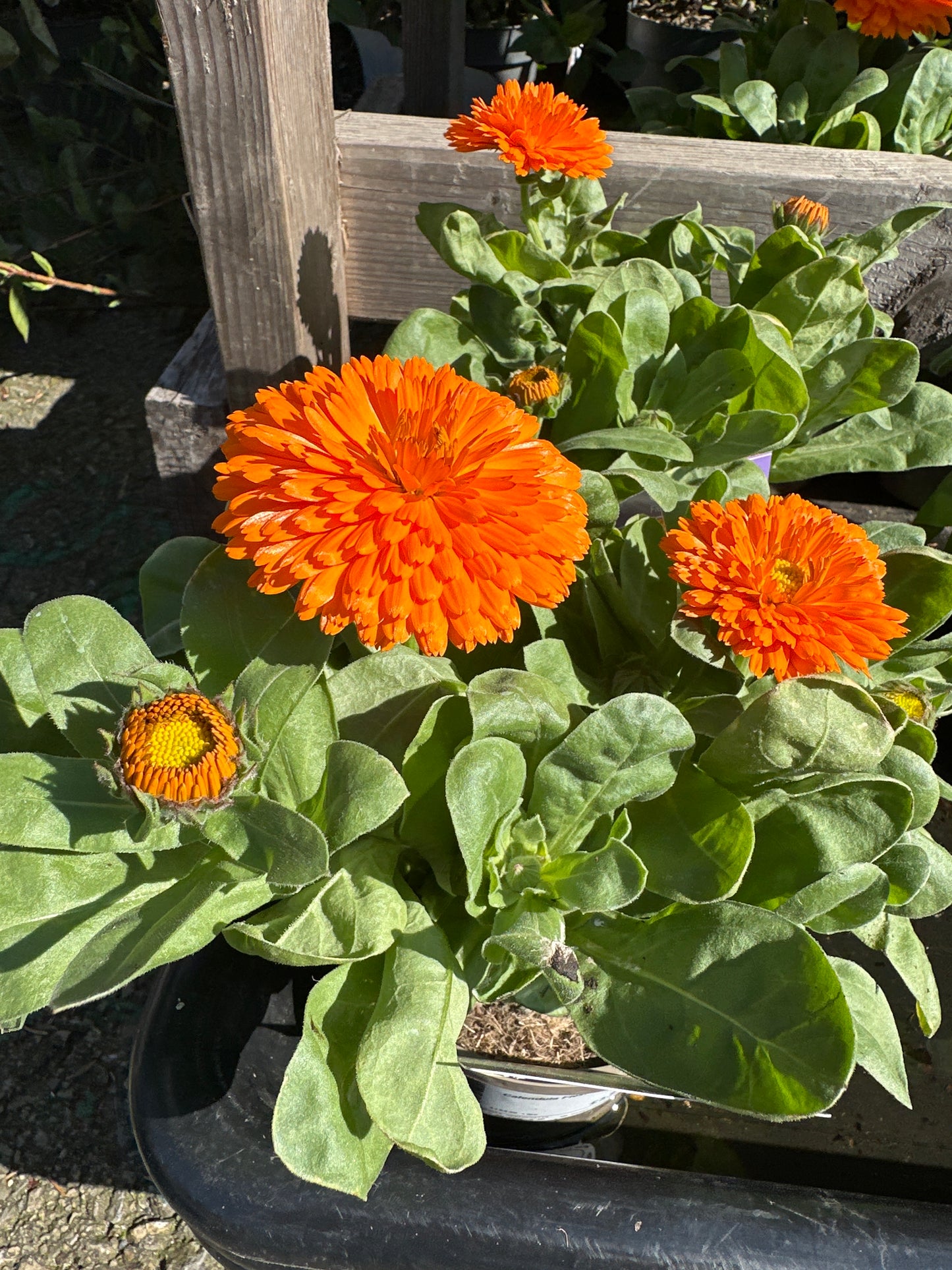 Calendula Fiesta Orange 1L
