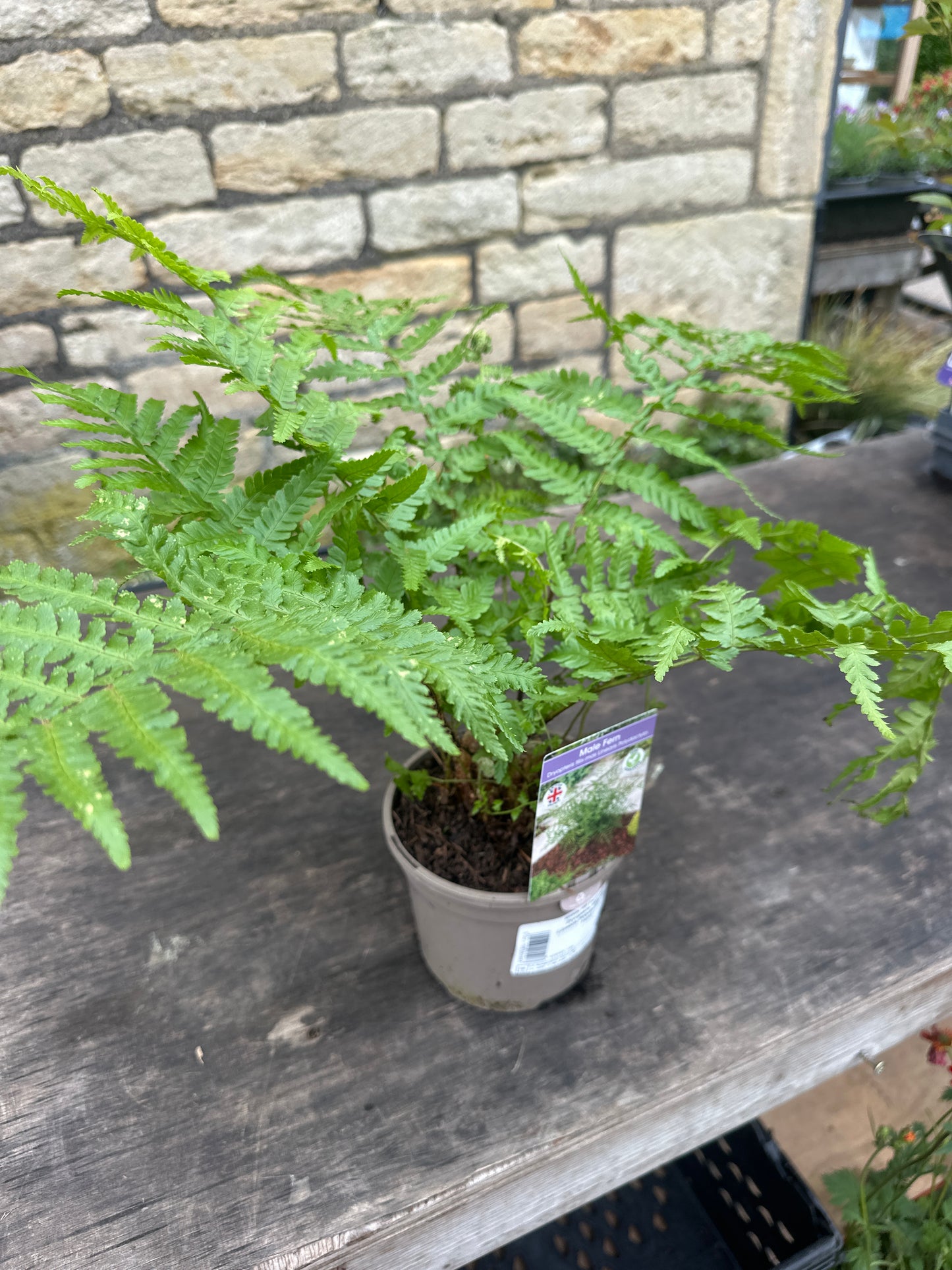 Dryopteris felix-mas Linearis Polydactila ( Male ) 1Litre