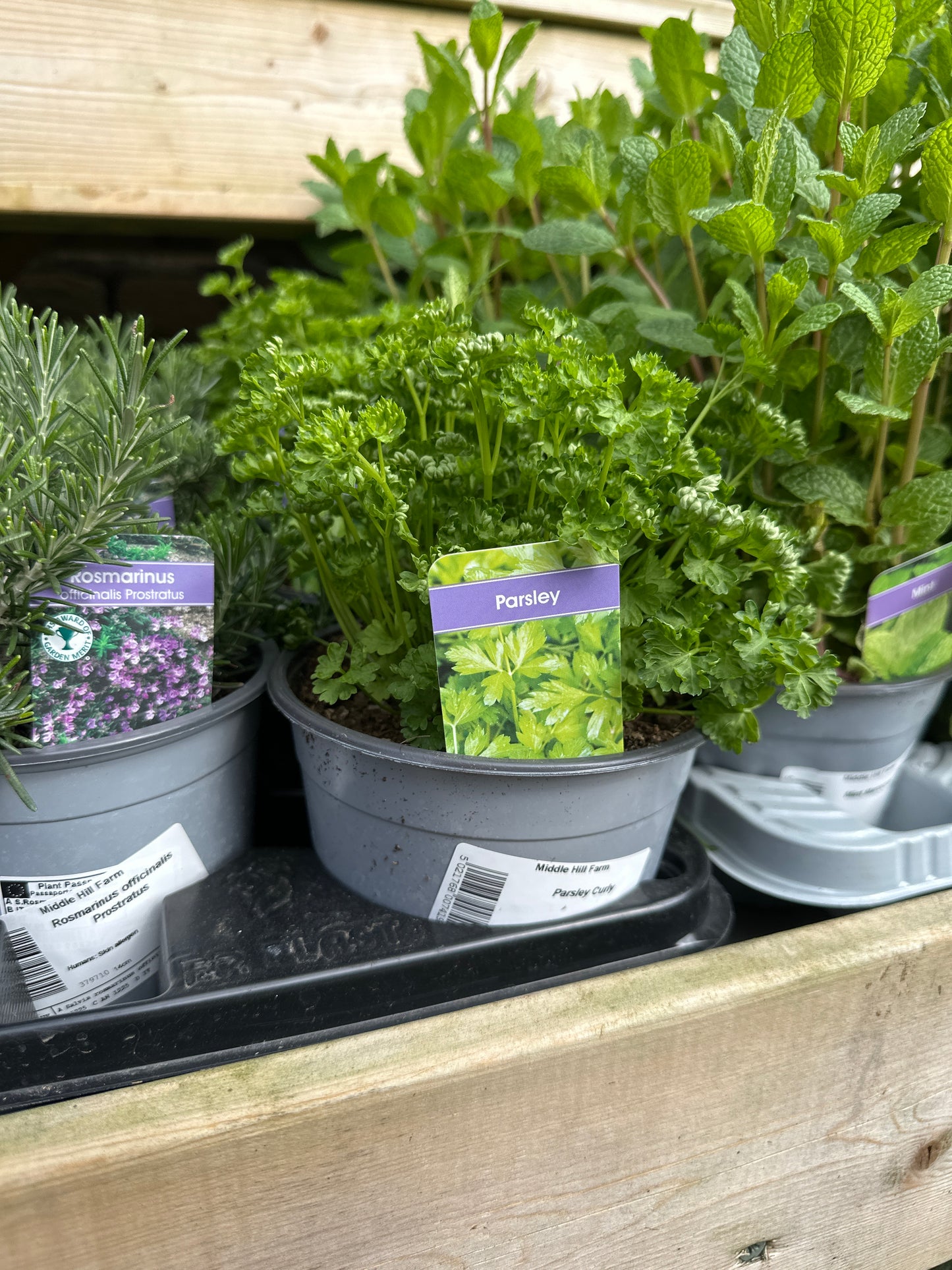 Parsley Curly 14cm