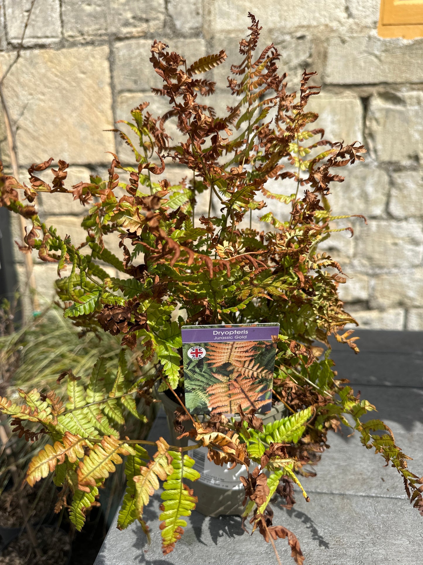 Ferns 1Ltr