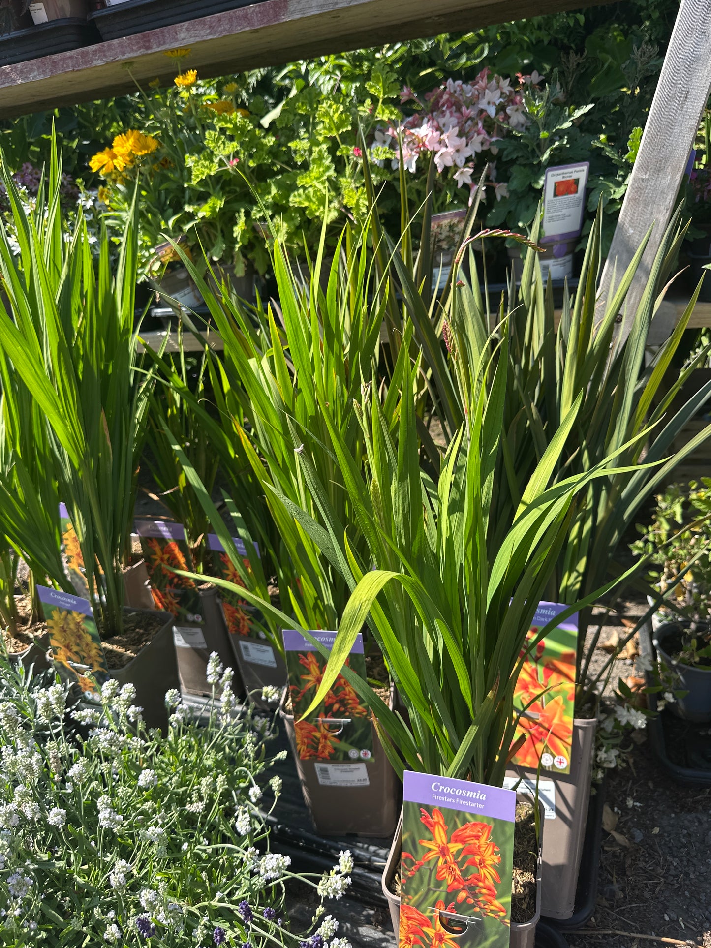 Crocosmia 3.5Ltr Square