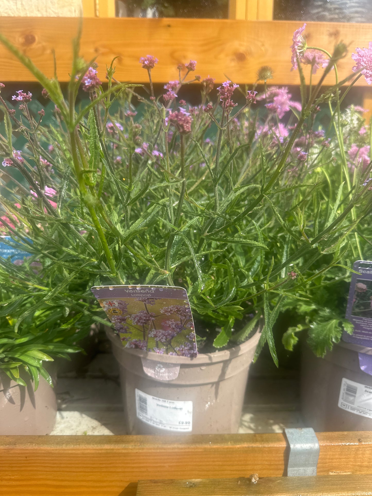 Verbena Lollipop 3Ltr