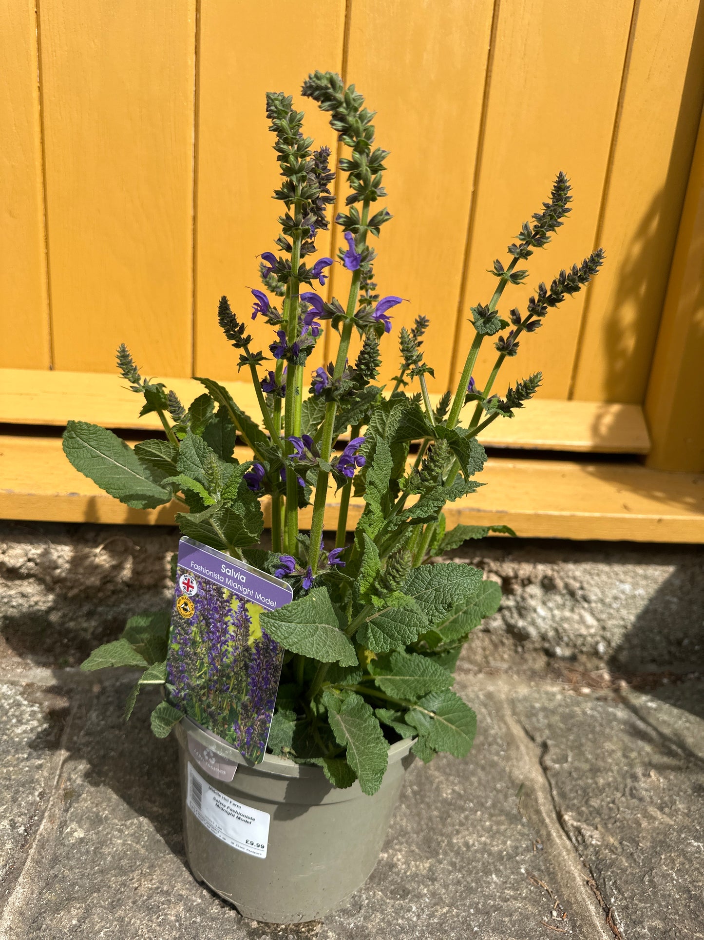 Salvia Fashionista Midnight Model 3Ltr