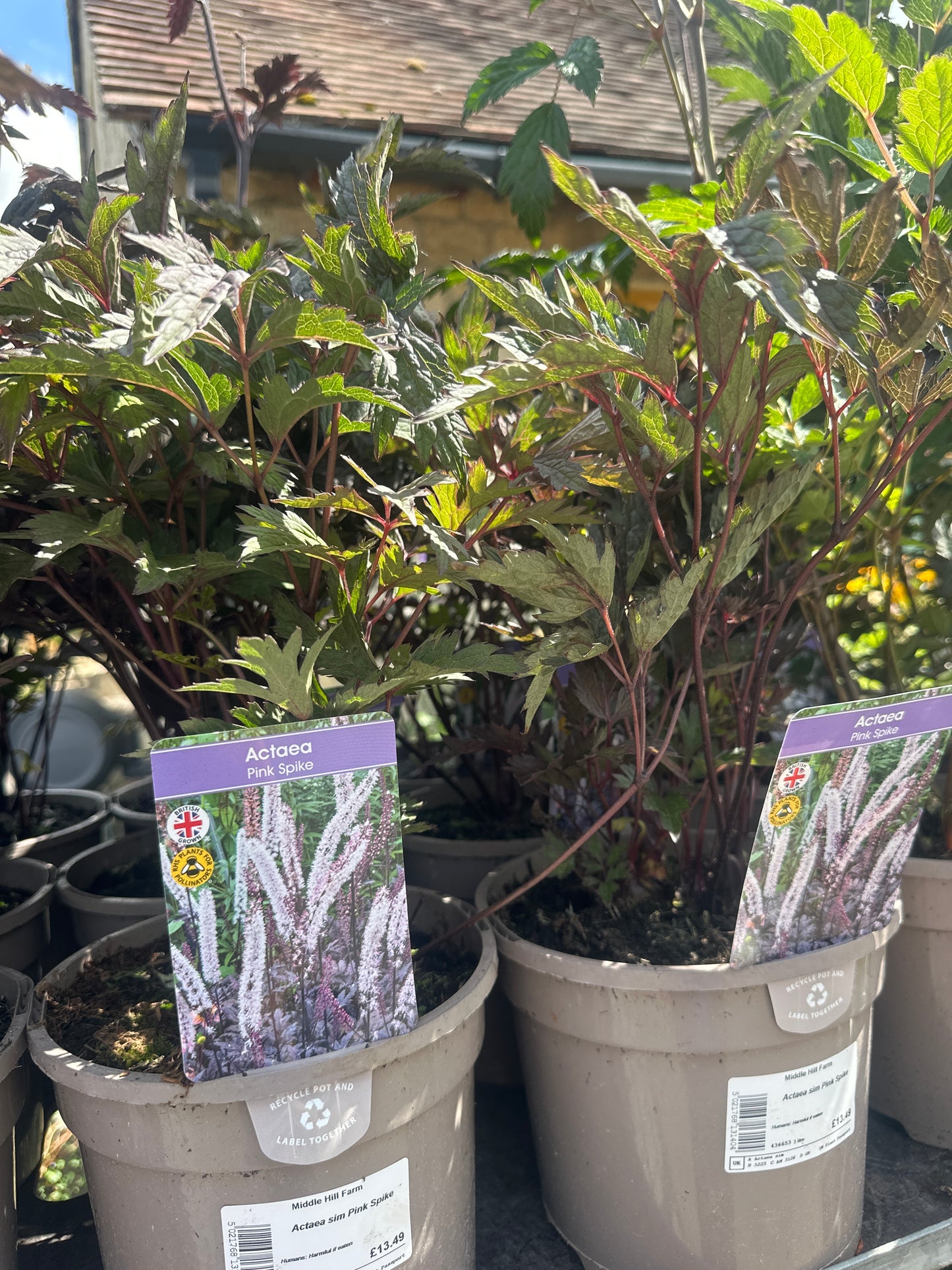 Actaea 3Ltr