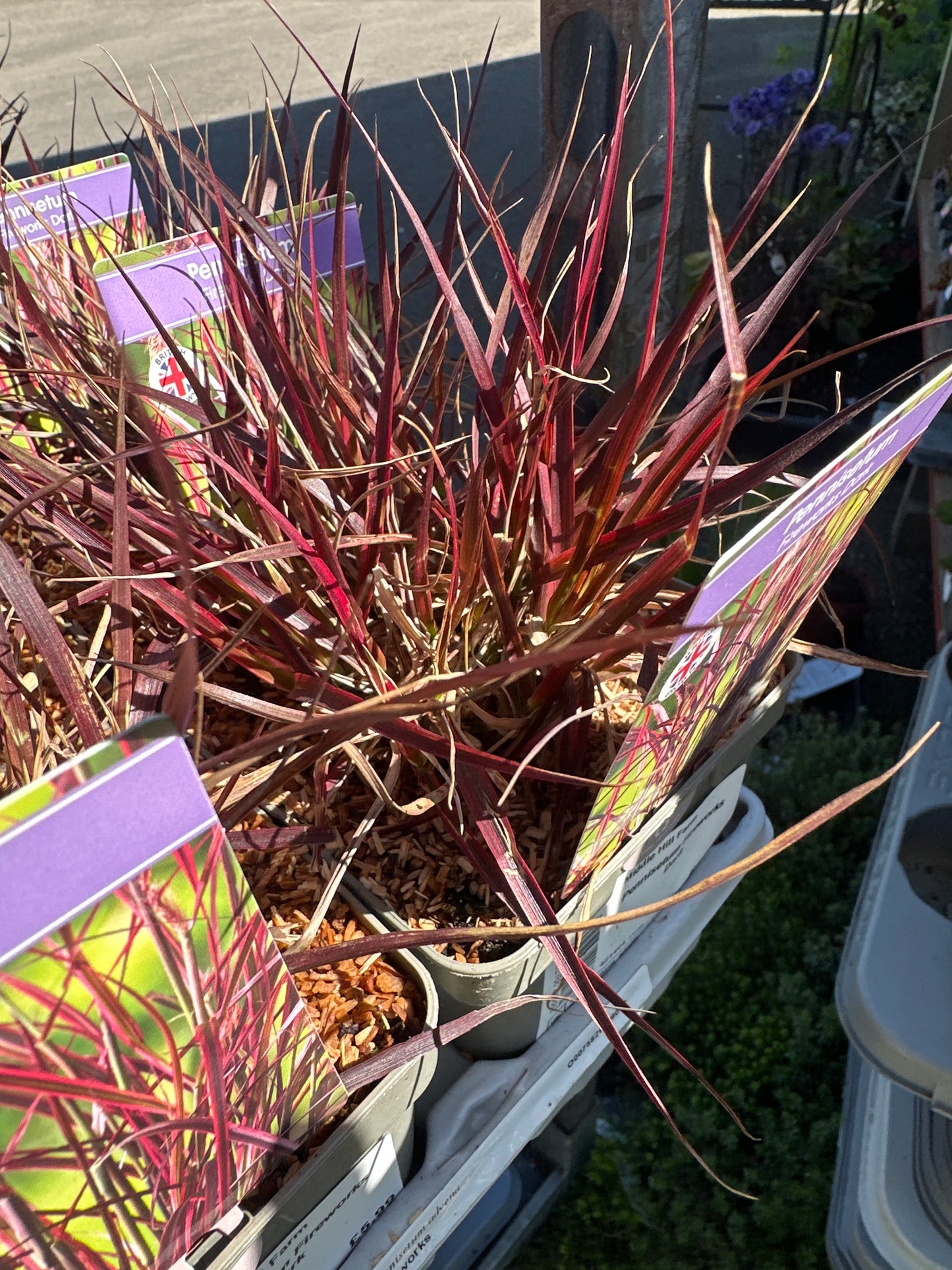Pennisetum Fireworks Dark 11cm