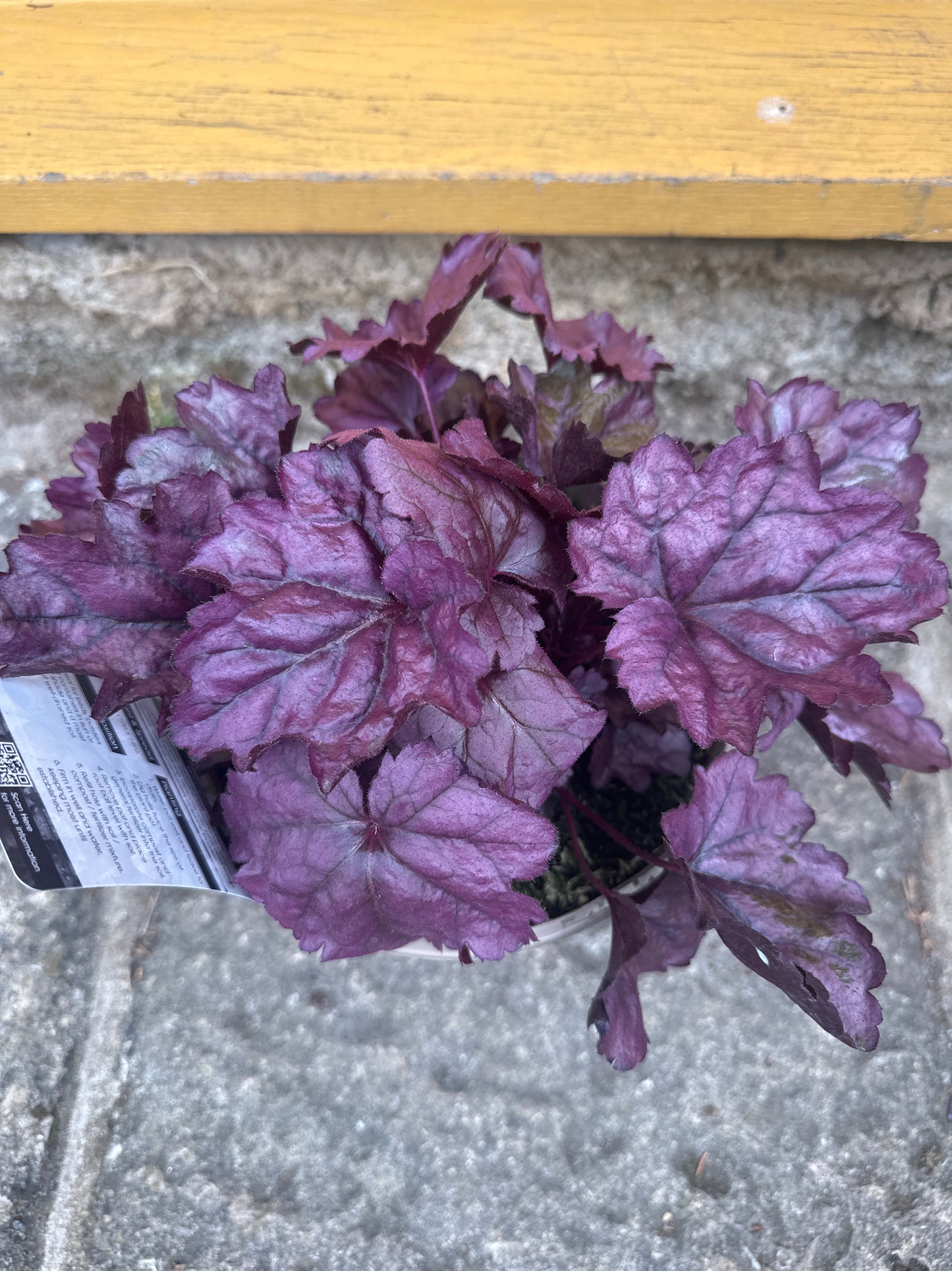 Heuchera Wildberry 3Ltr
