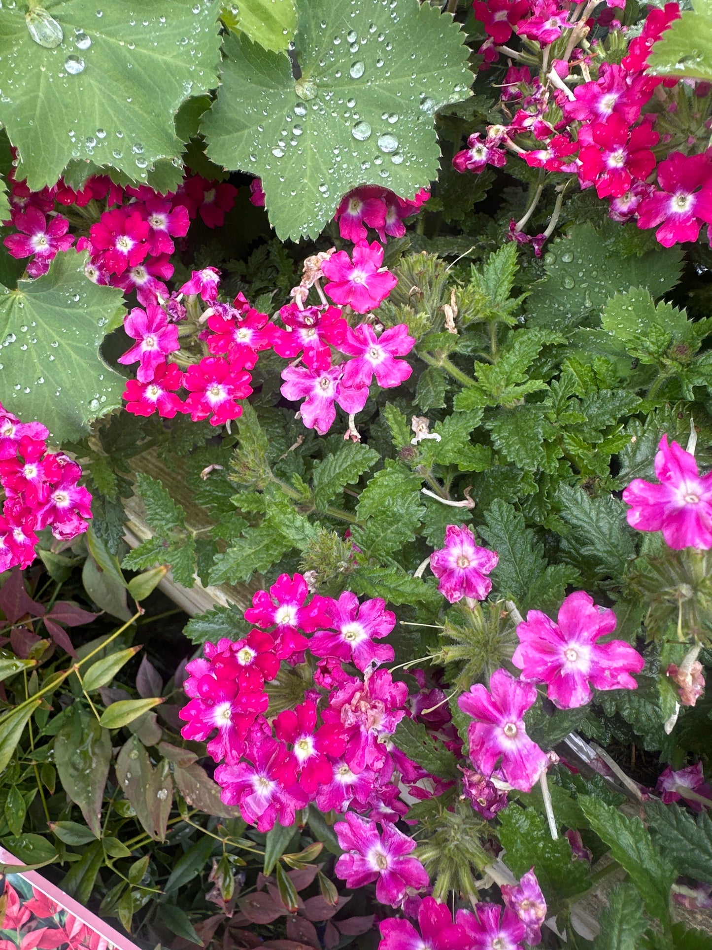 Verbena Vanessa 1Ltr