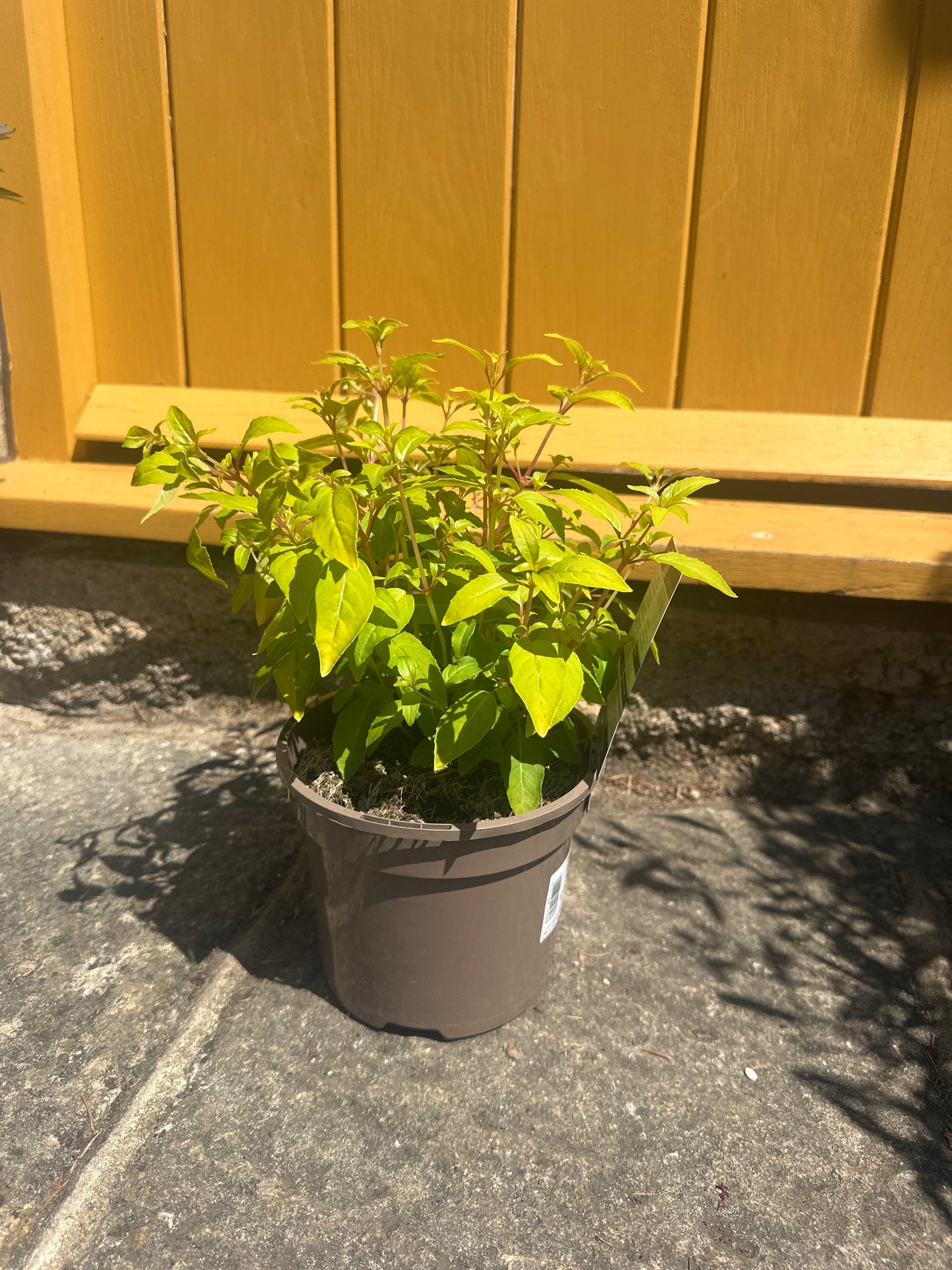 Fuchsia Hardy Genii 2Ltr