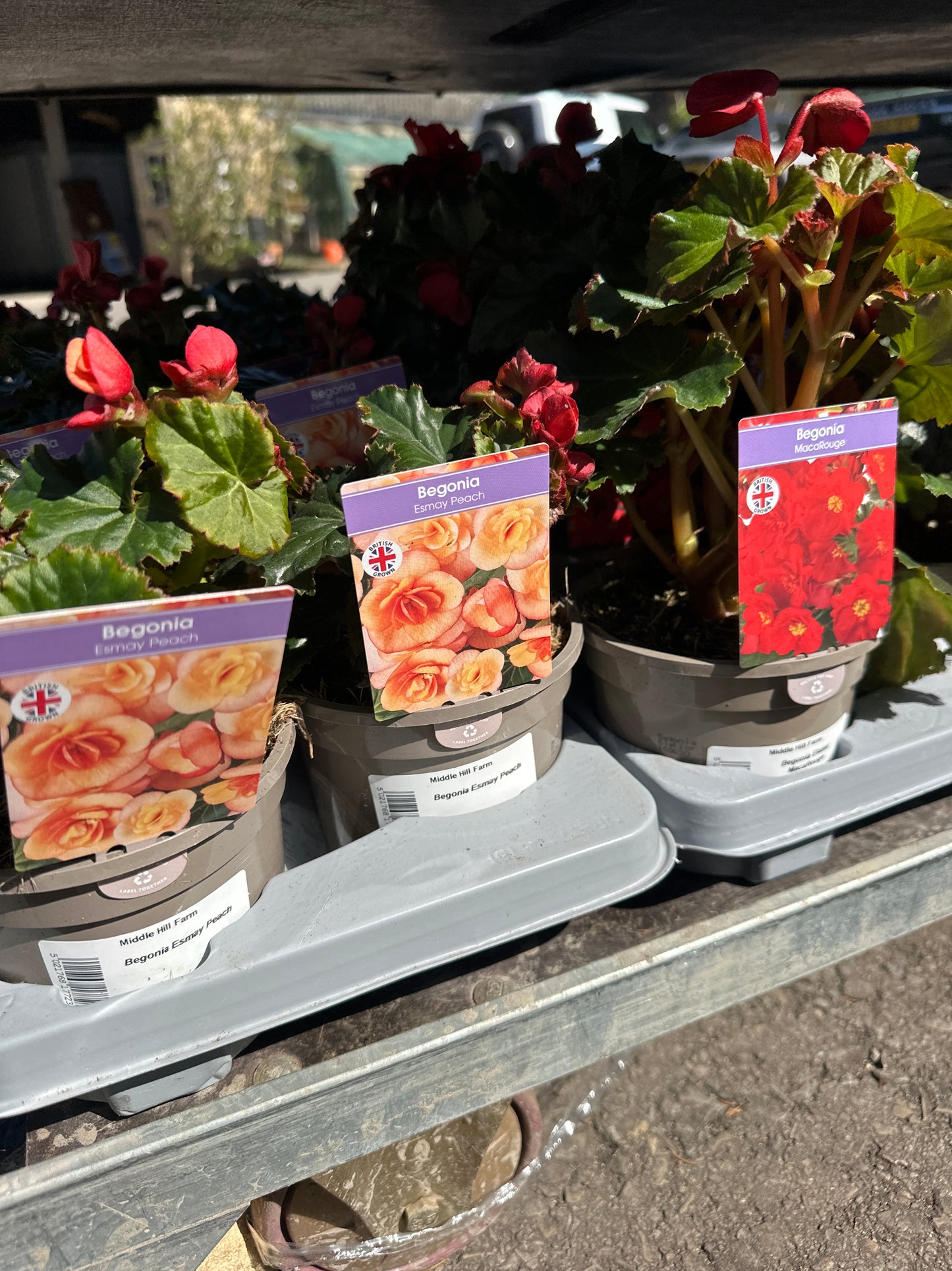 Begonia Elatior MacaRouge 1Ltr
