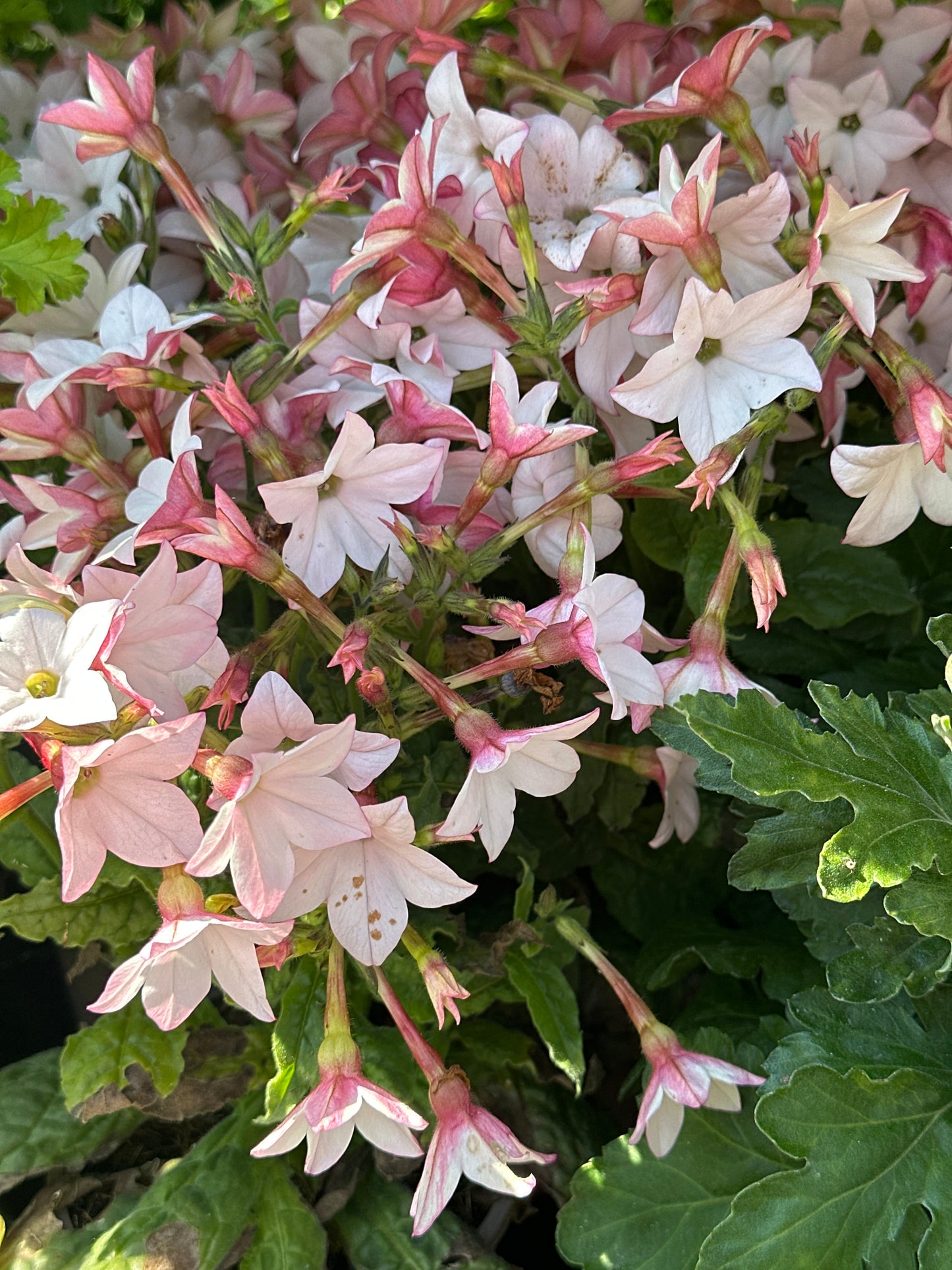 Nicotiana Appleblossom 1Ltr