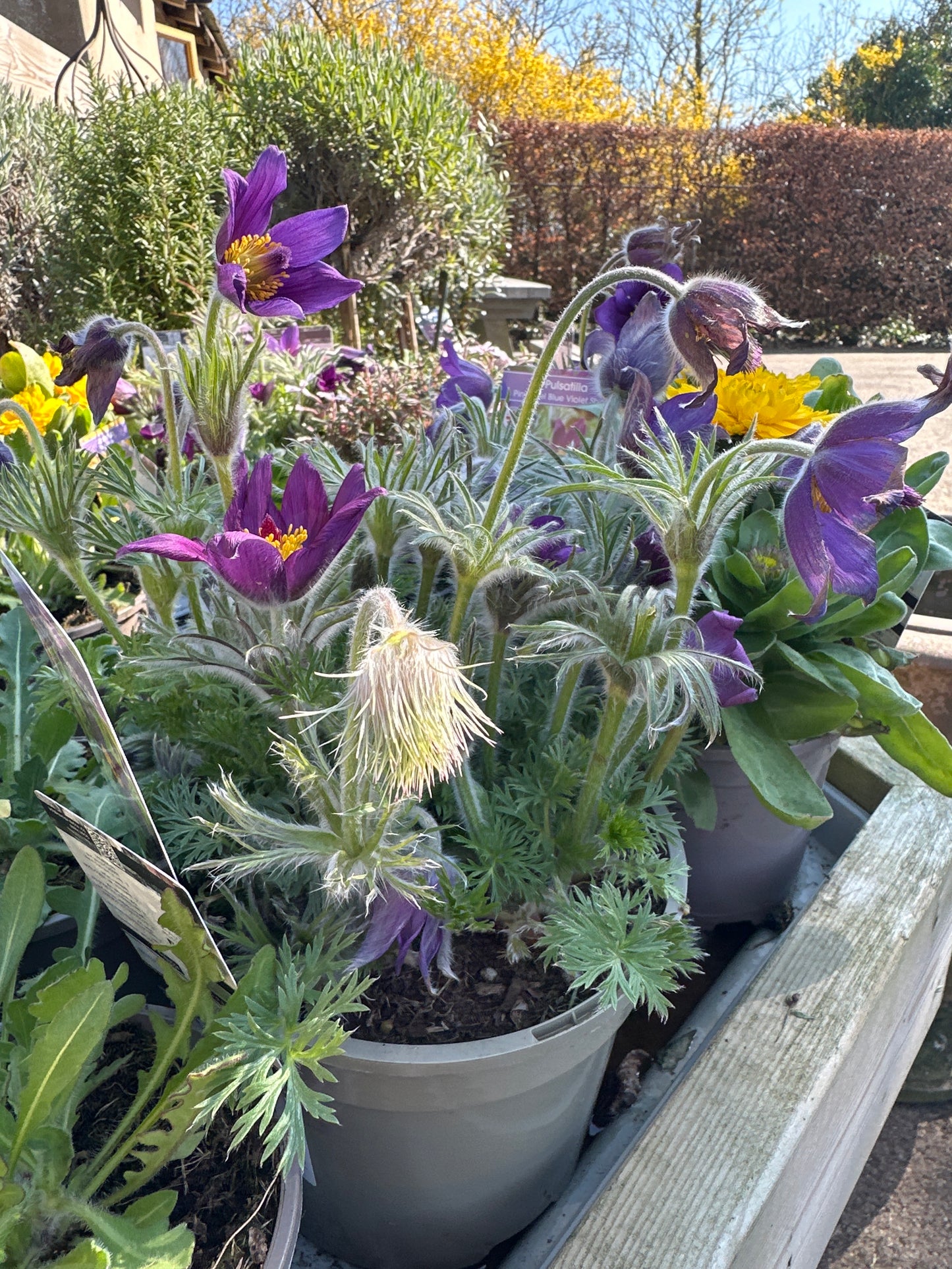 Pulsatilla Pinwheel Blue Violet Shades 2Ltr