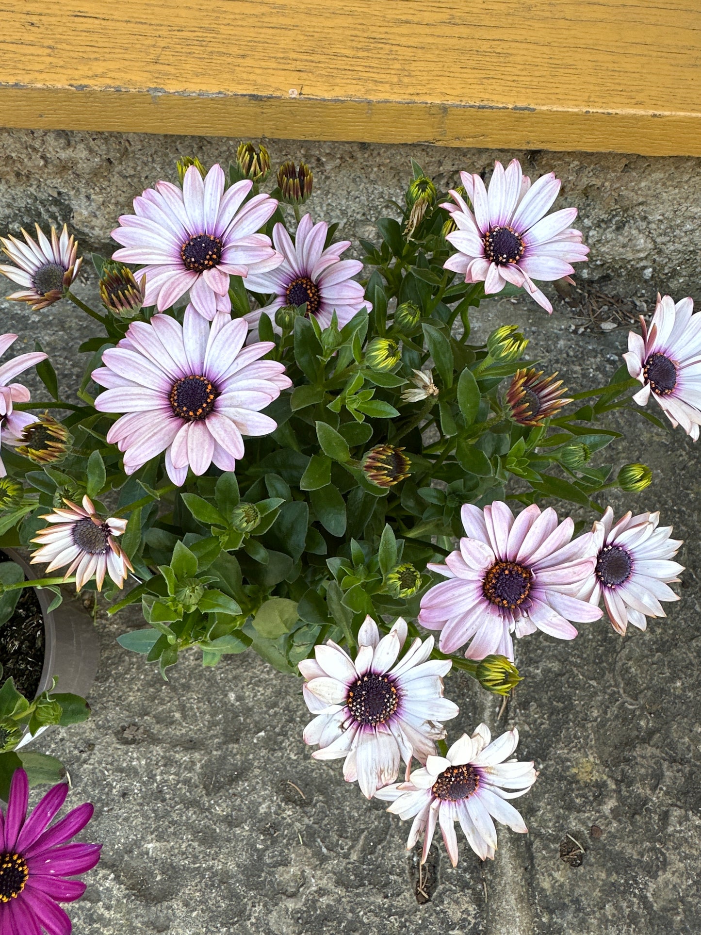 Osteosperma Dallna Compact White 10.5cm