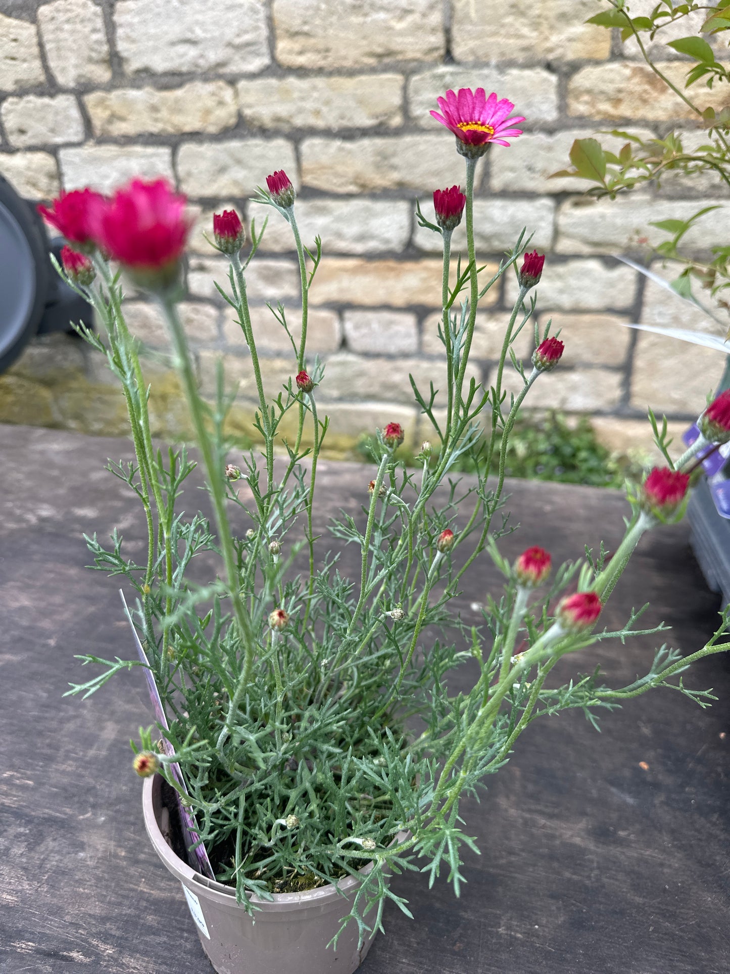 Rhodanthemum Marrakech 1Ltr