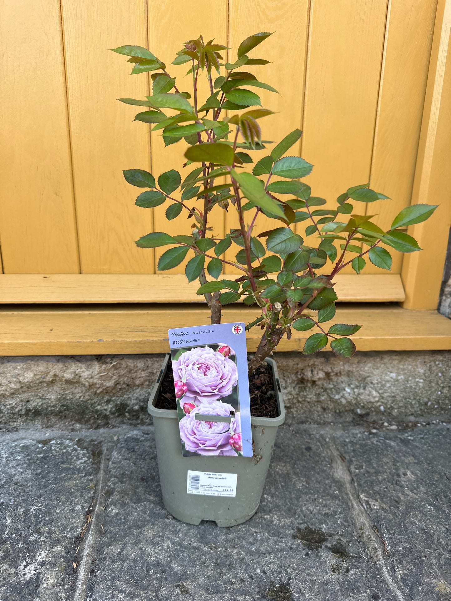 Rose Novalis 4.5Ltr