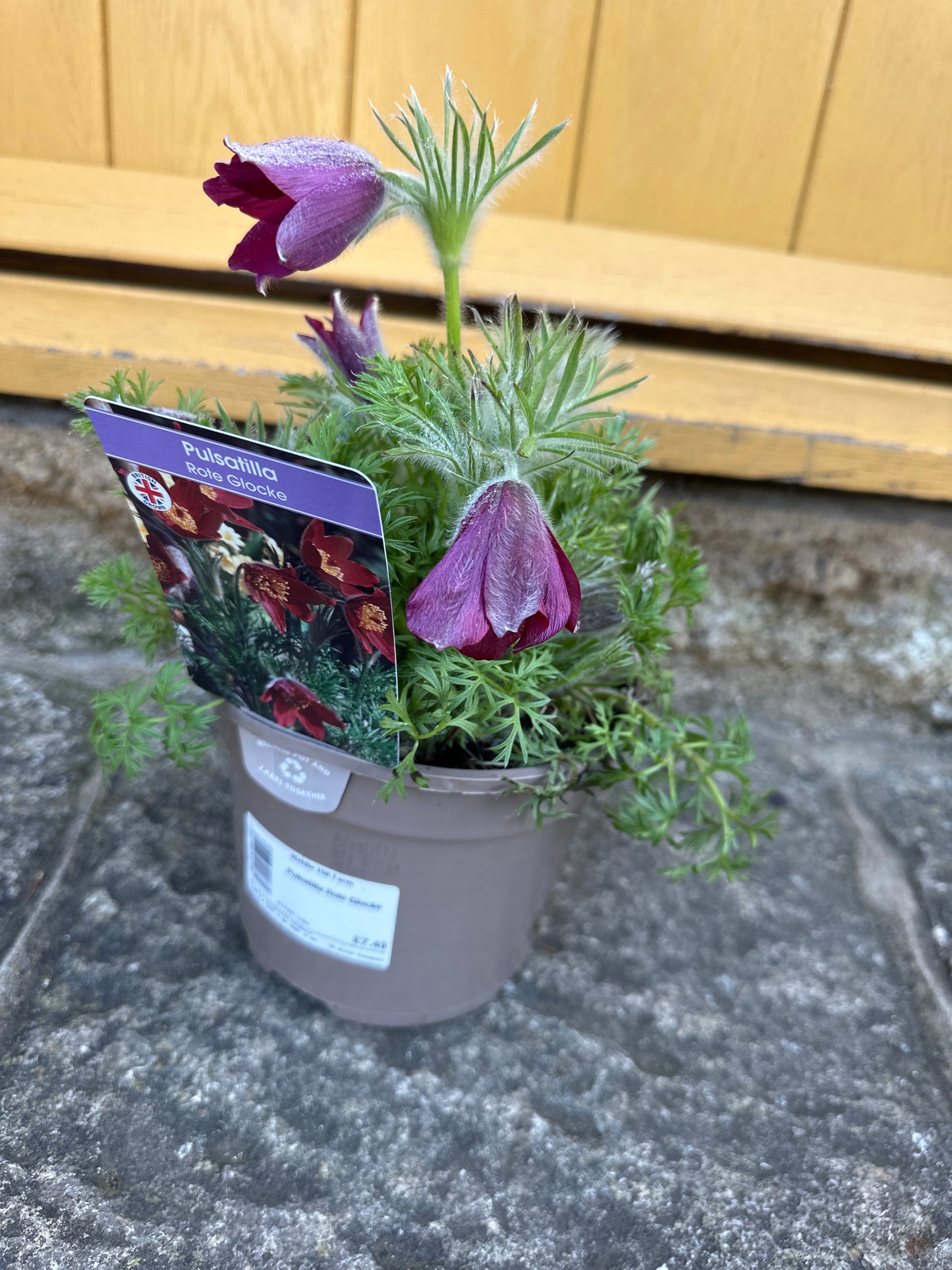 Pulsatilla Rote Glocke 2Ltr