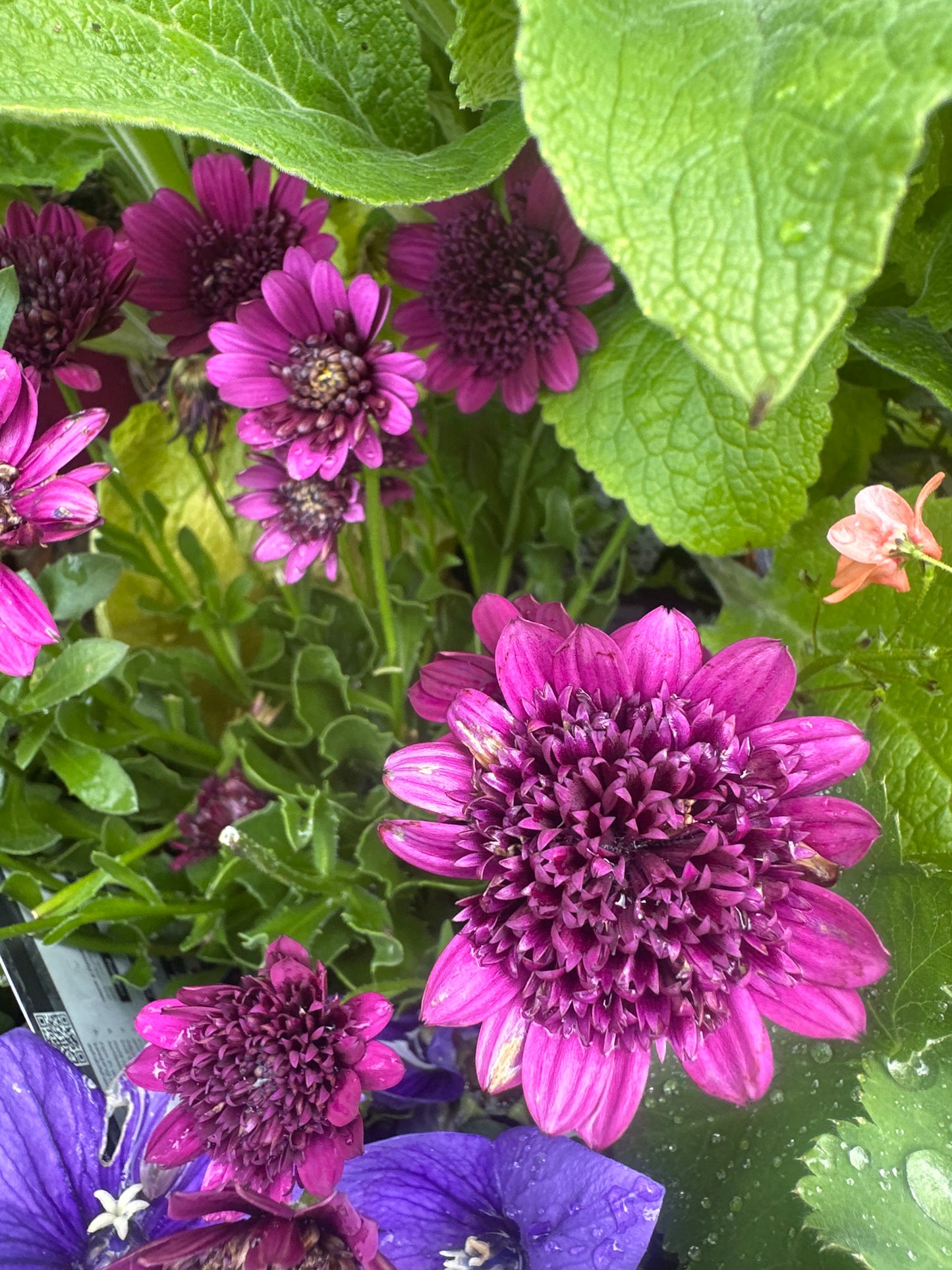 Osteospermum