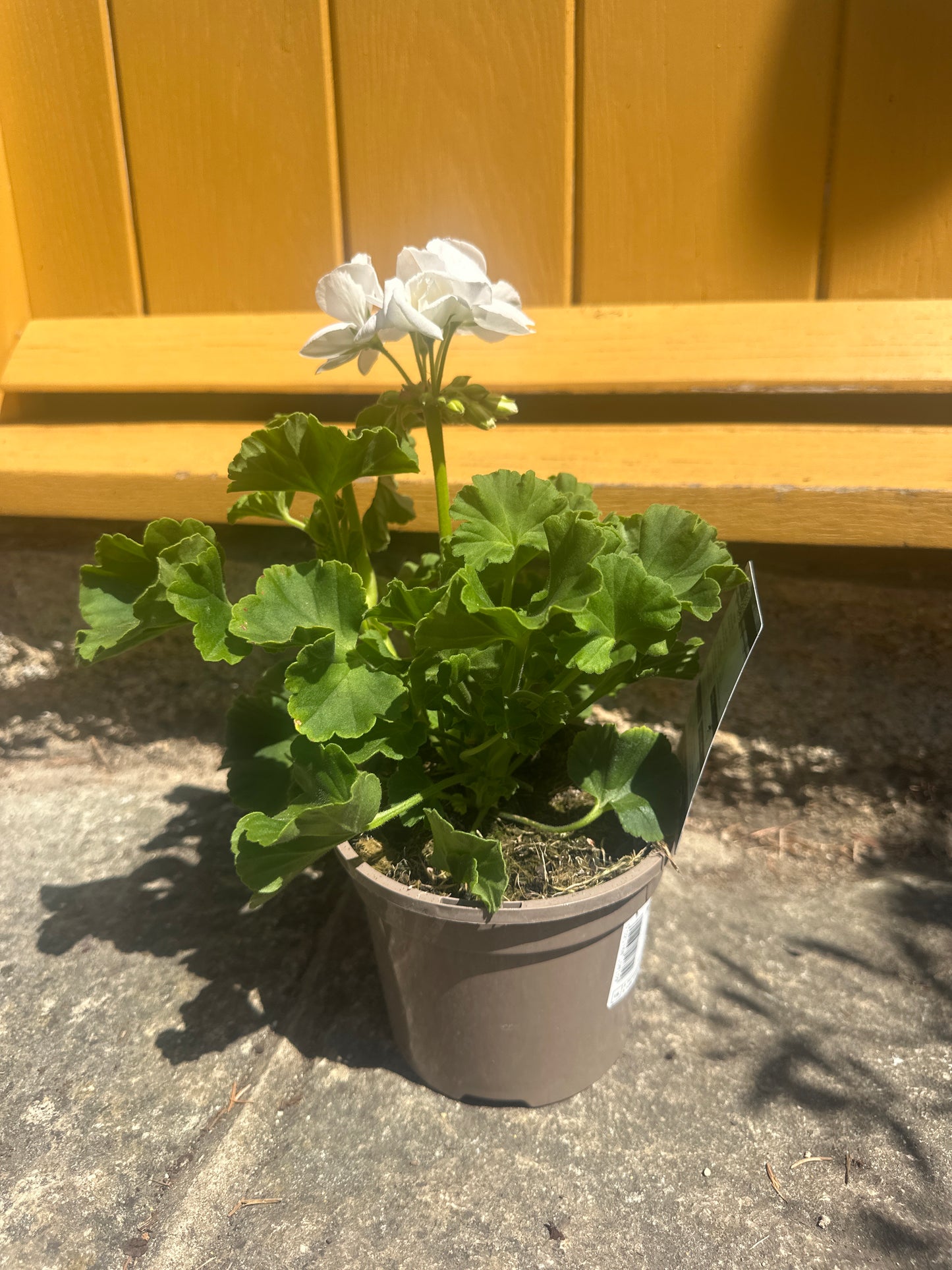 Pelargonium 1 Ltr