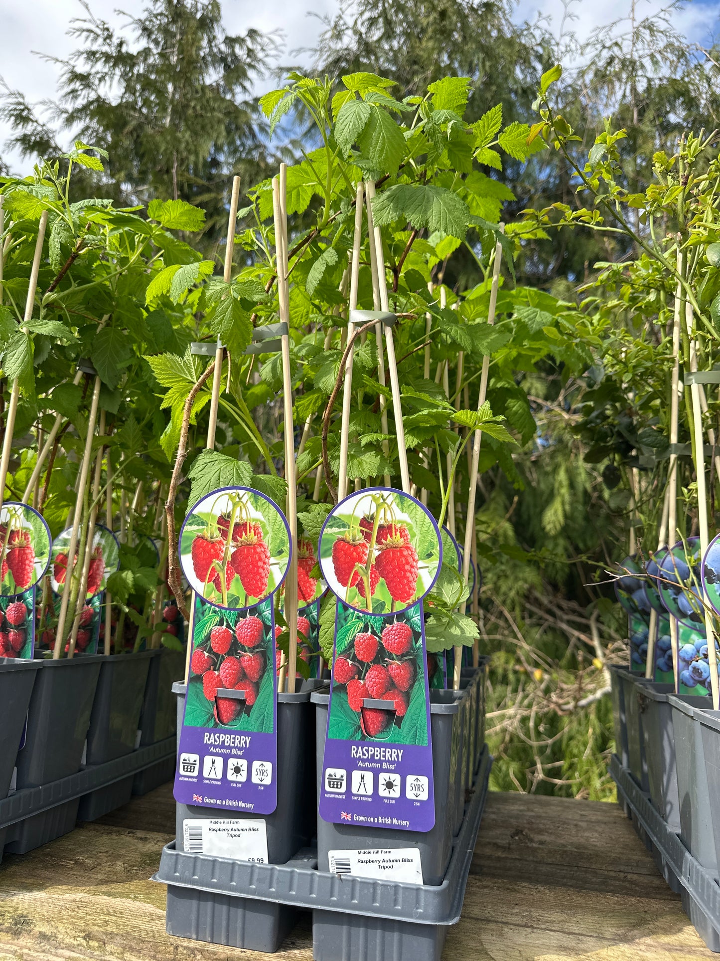 Raspberry Autumn Bliss Tripod 1.5Ltr