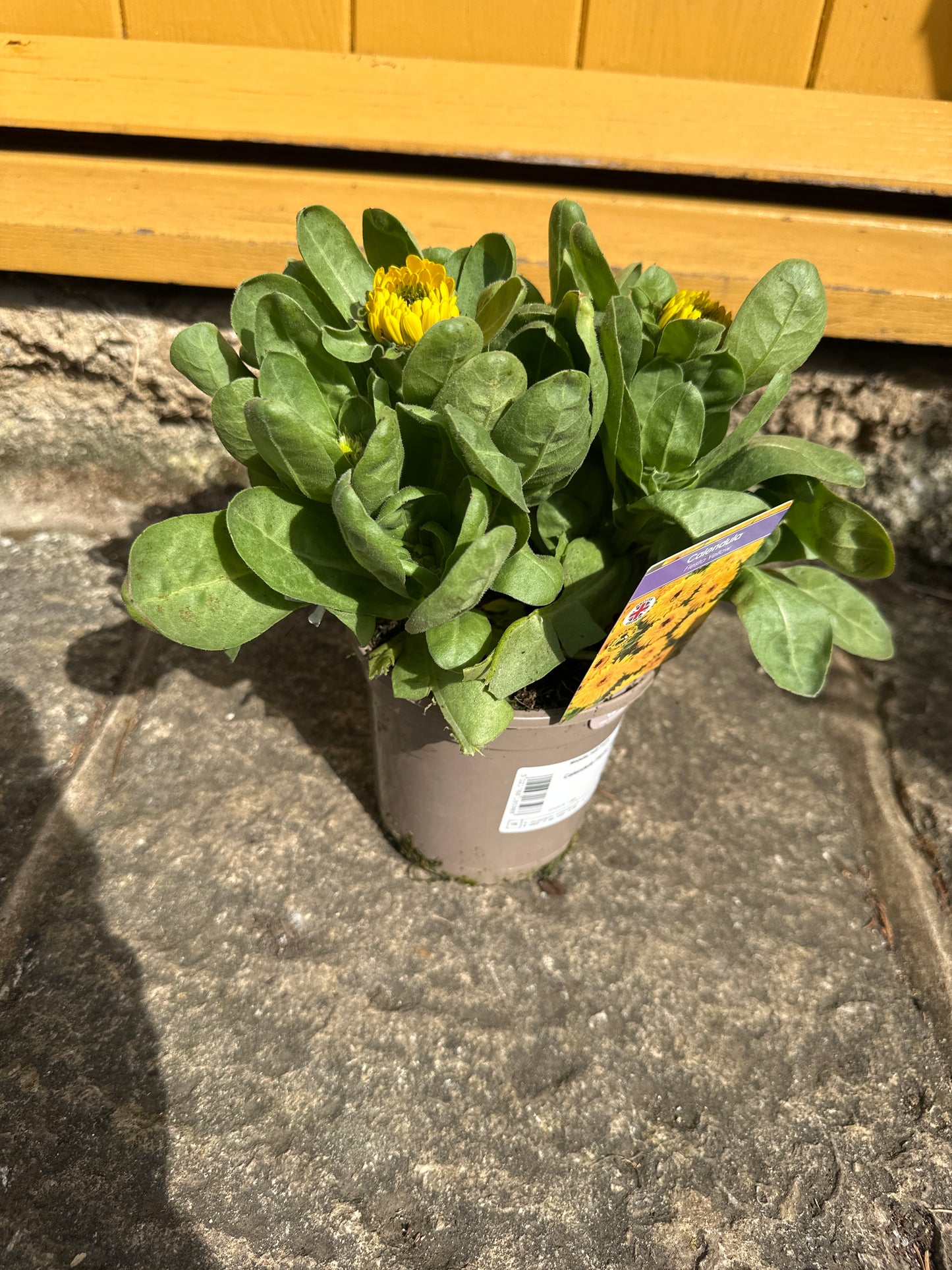 Calendula Fiesta Yellow 1Ltr