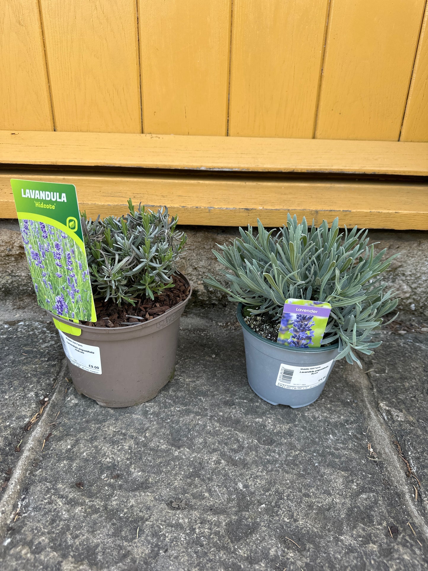 Lavandula