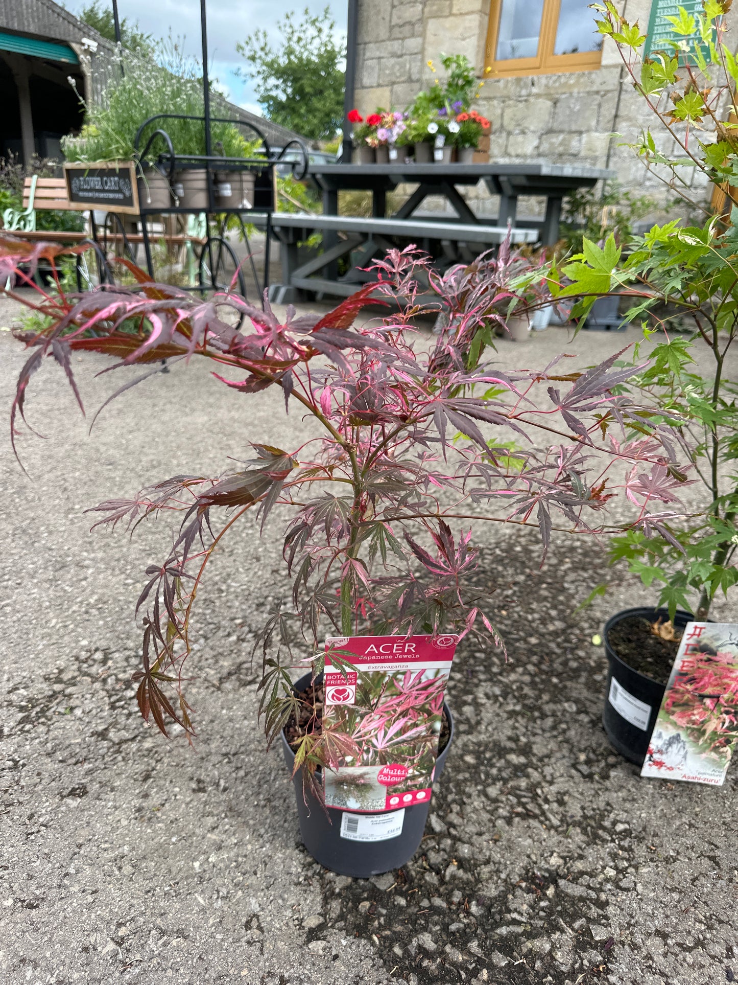 Acer palmatum Extravaganza 3Ltr