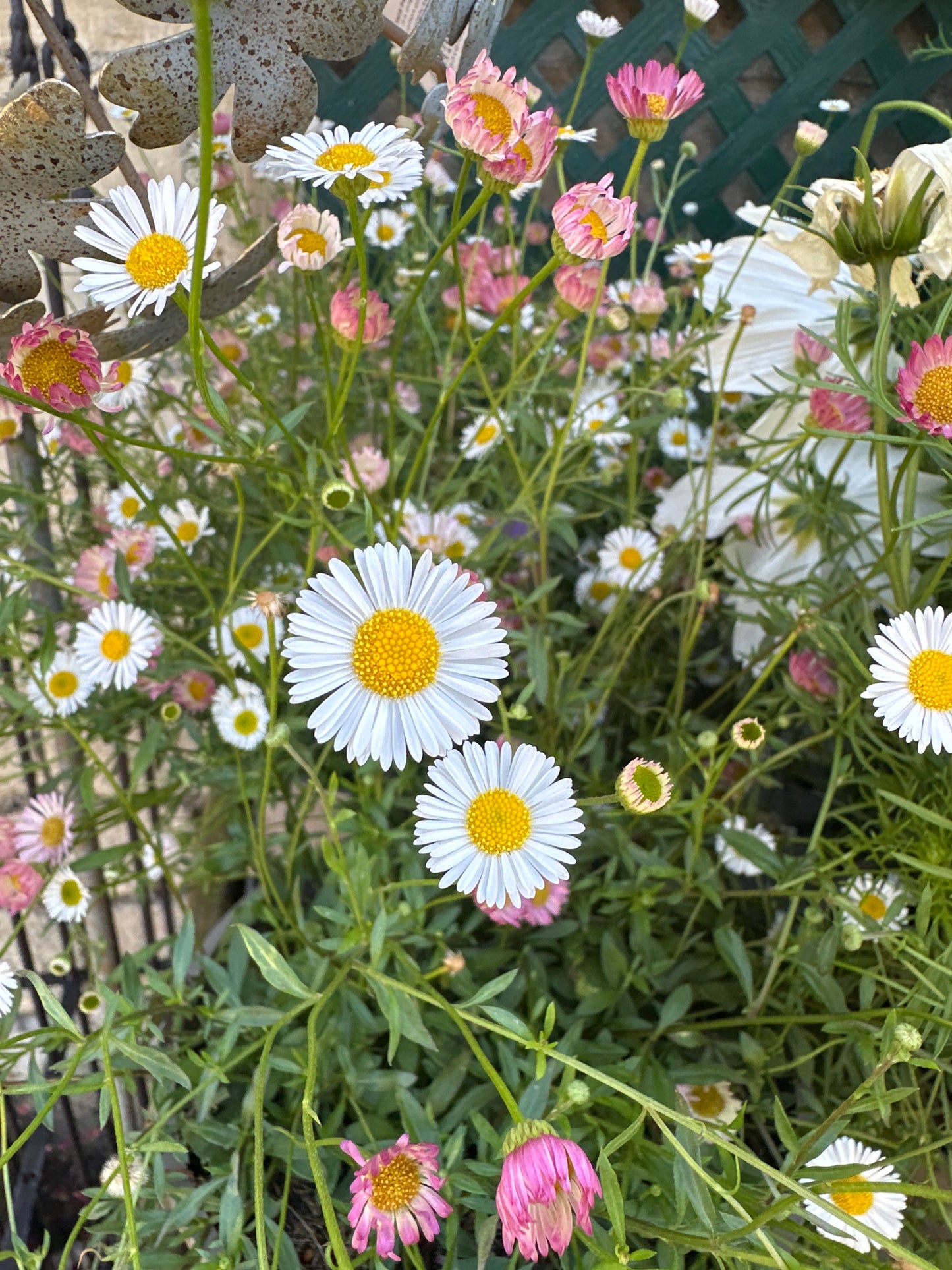Erigeron Sea of Blossom 3Ltr