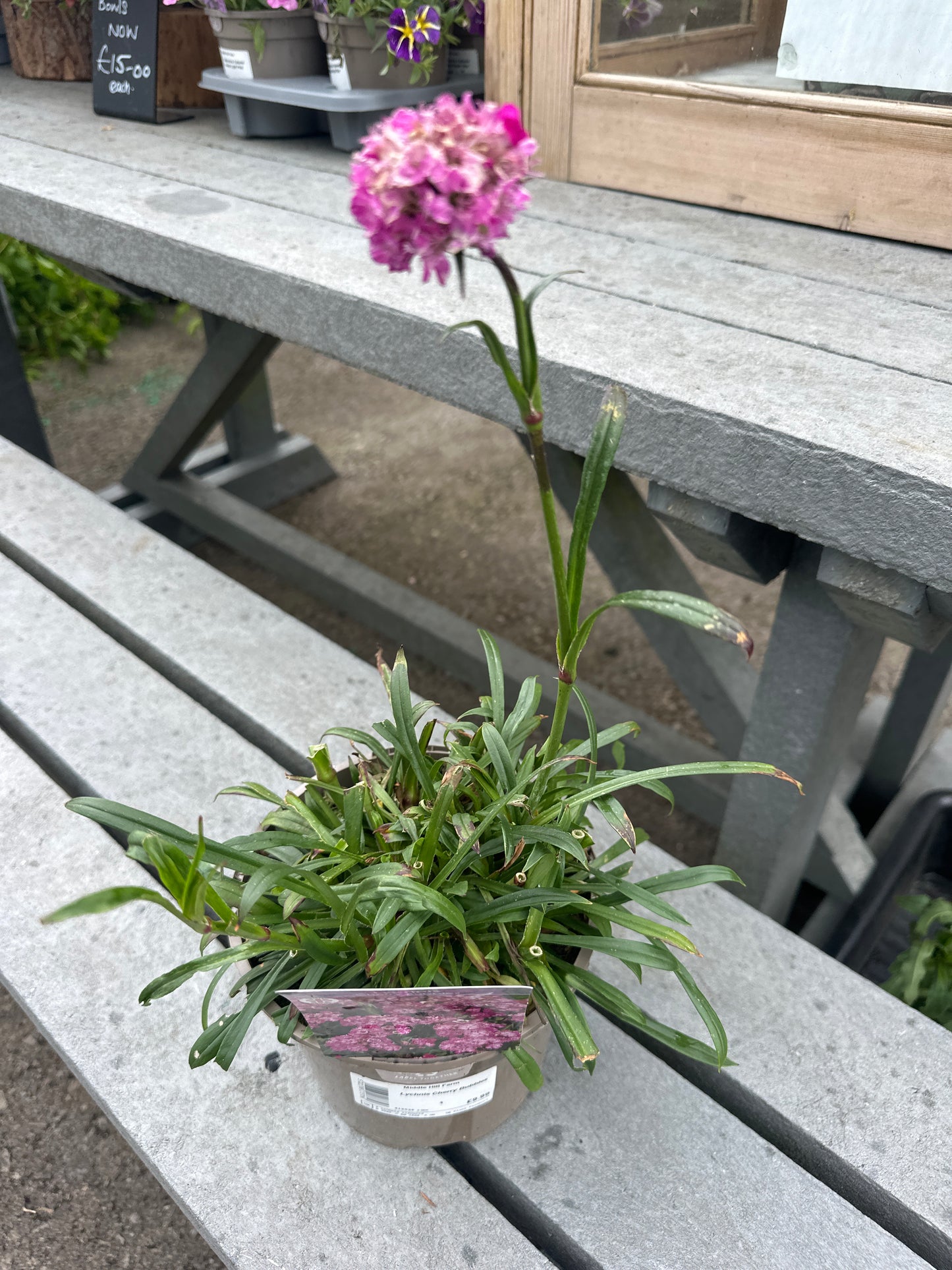Lychnis Cherry Bubbles 2Ltr