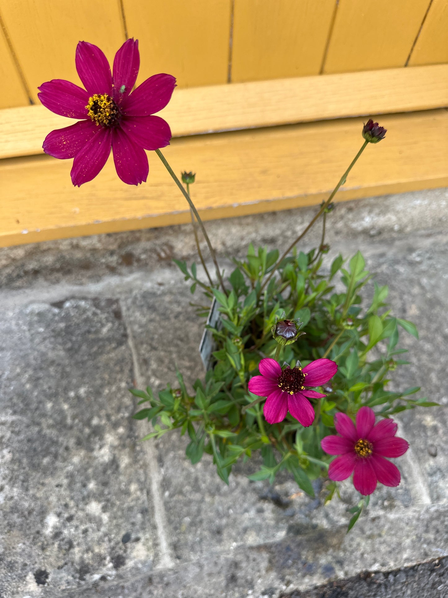 Cosmos Cherry Chocolate 3Ltr