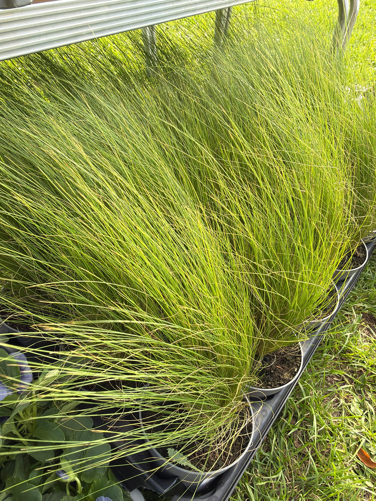 Stipa tenuissima Pony Tails 10.5cm