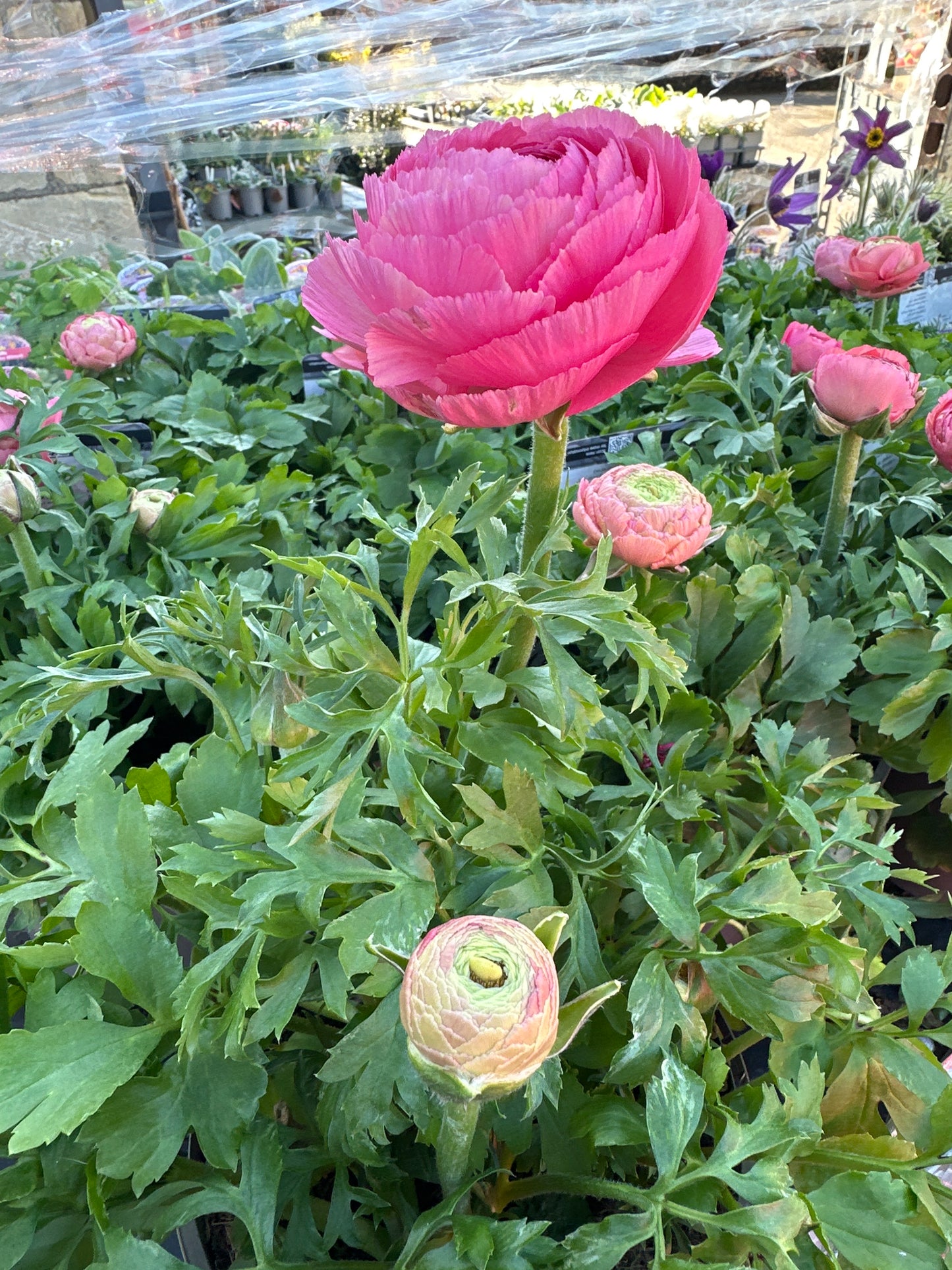 Ranunculus Vortex Champagne Rose 2L