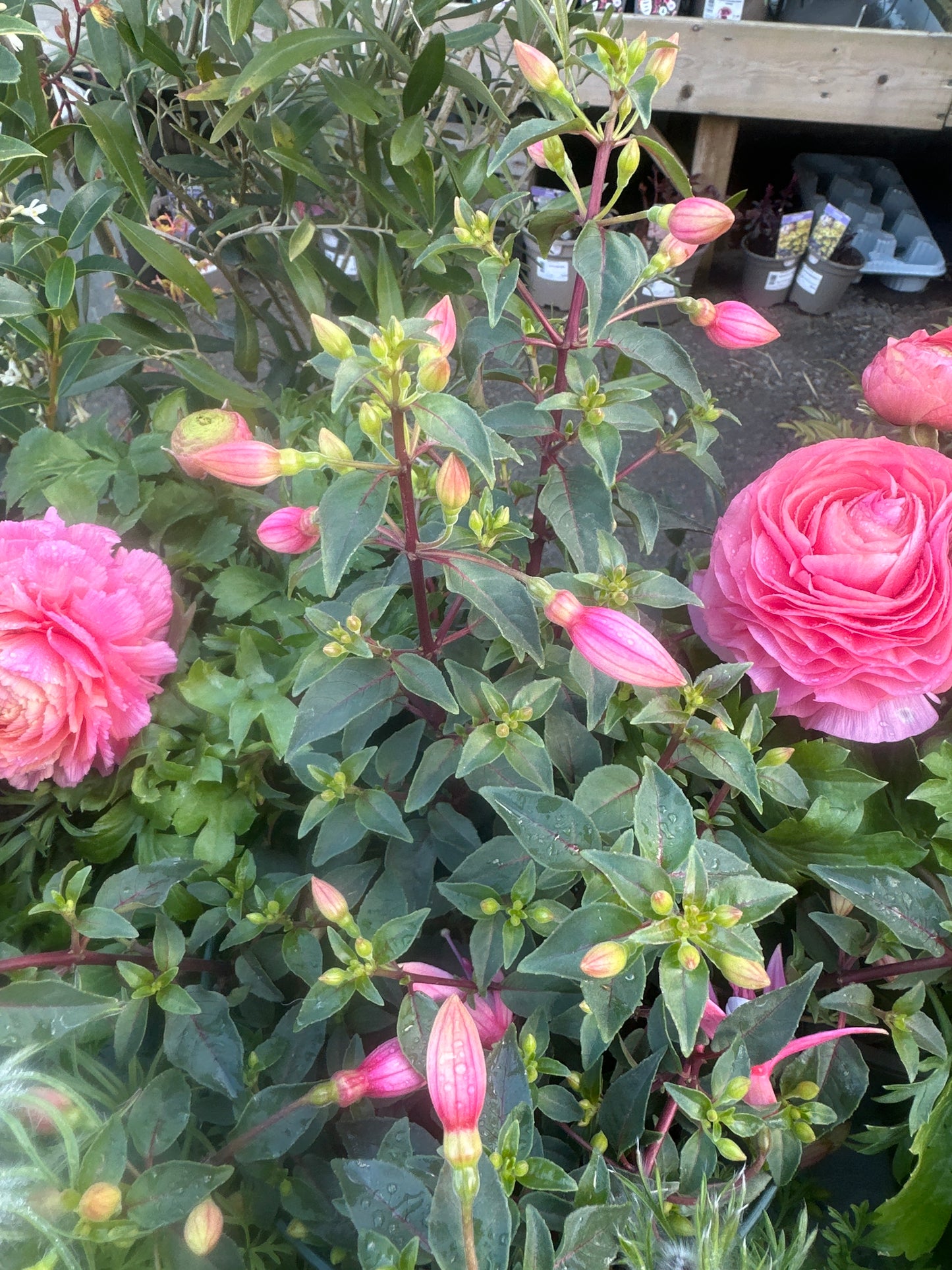Fuchsia Bush 14cm