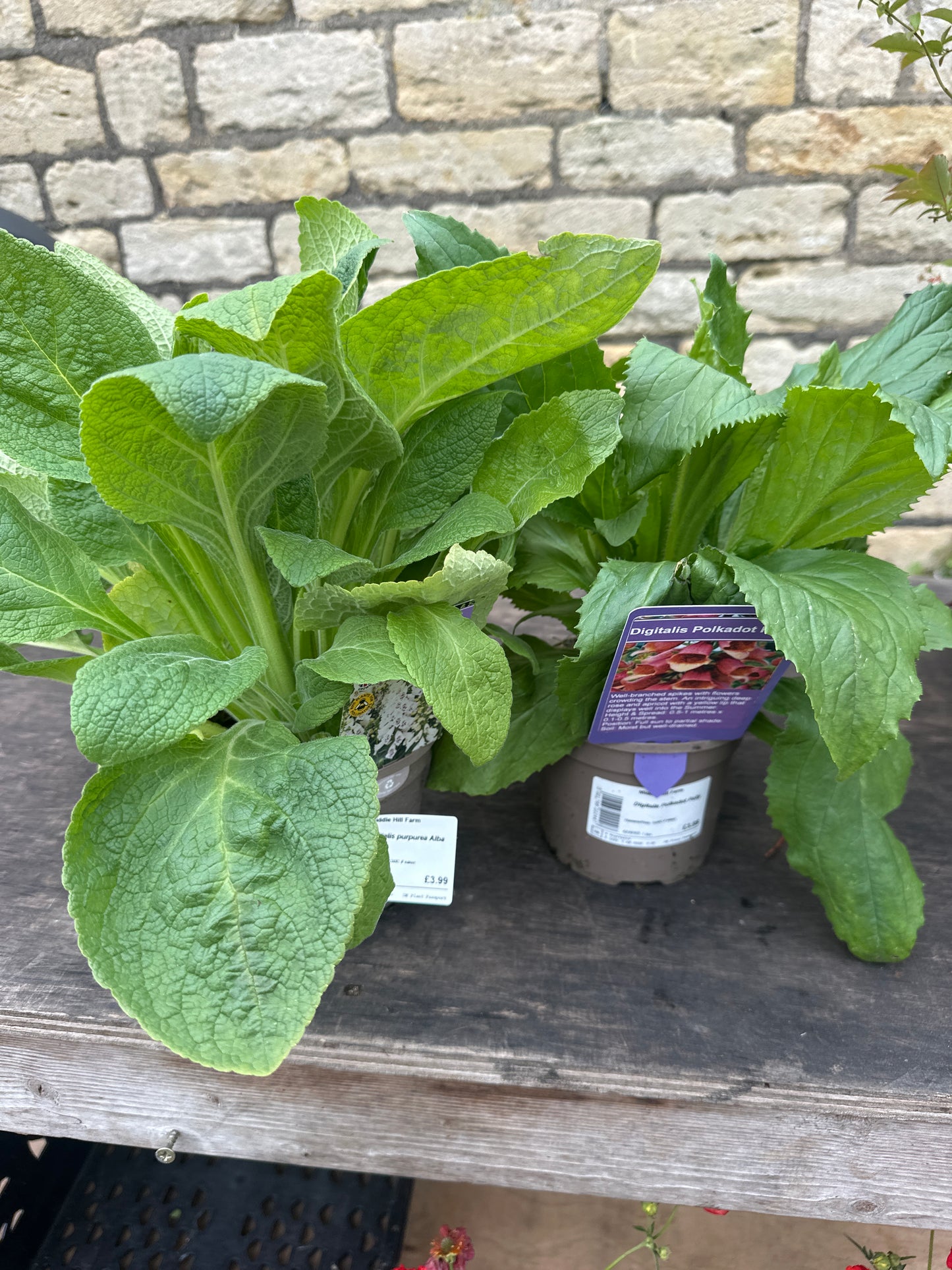 Digitalis 1Ltr