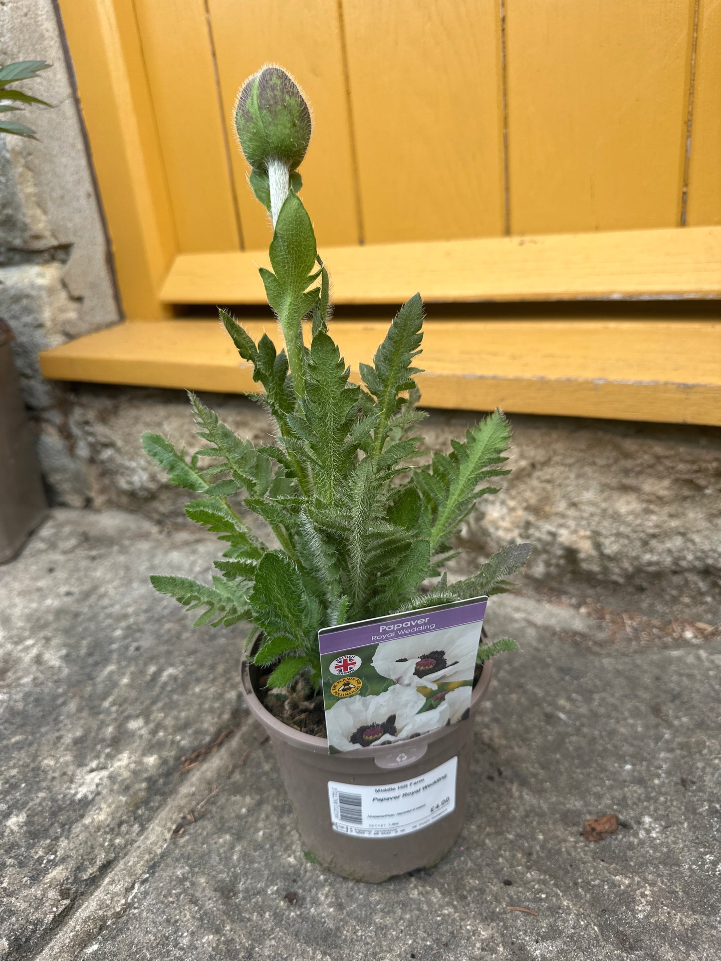 Papaver Royal Wedding 1L