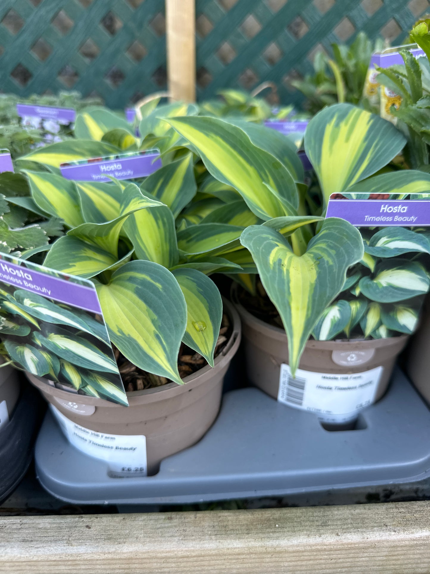 Hosta Timeless Beauty 1Ltr
