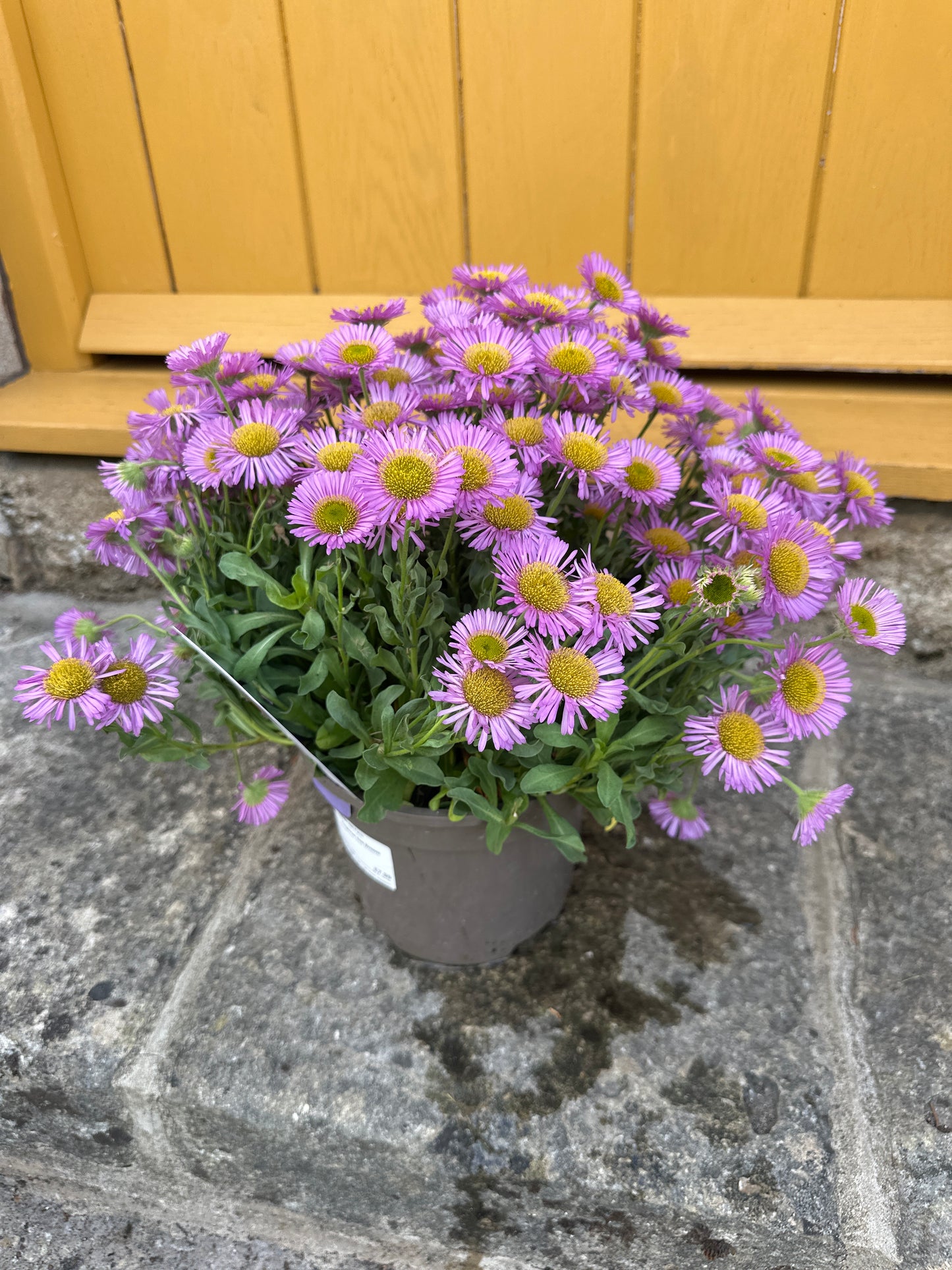 Erigeron Sea Breeze 3Ltr