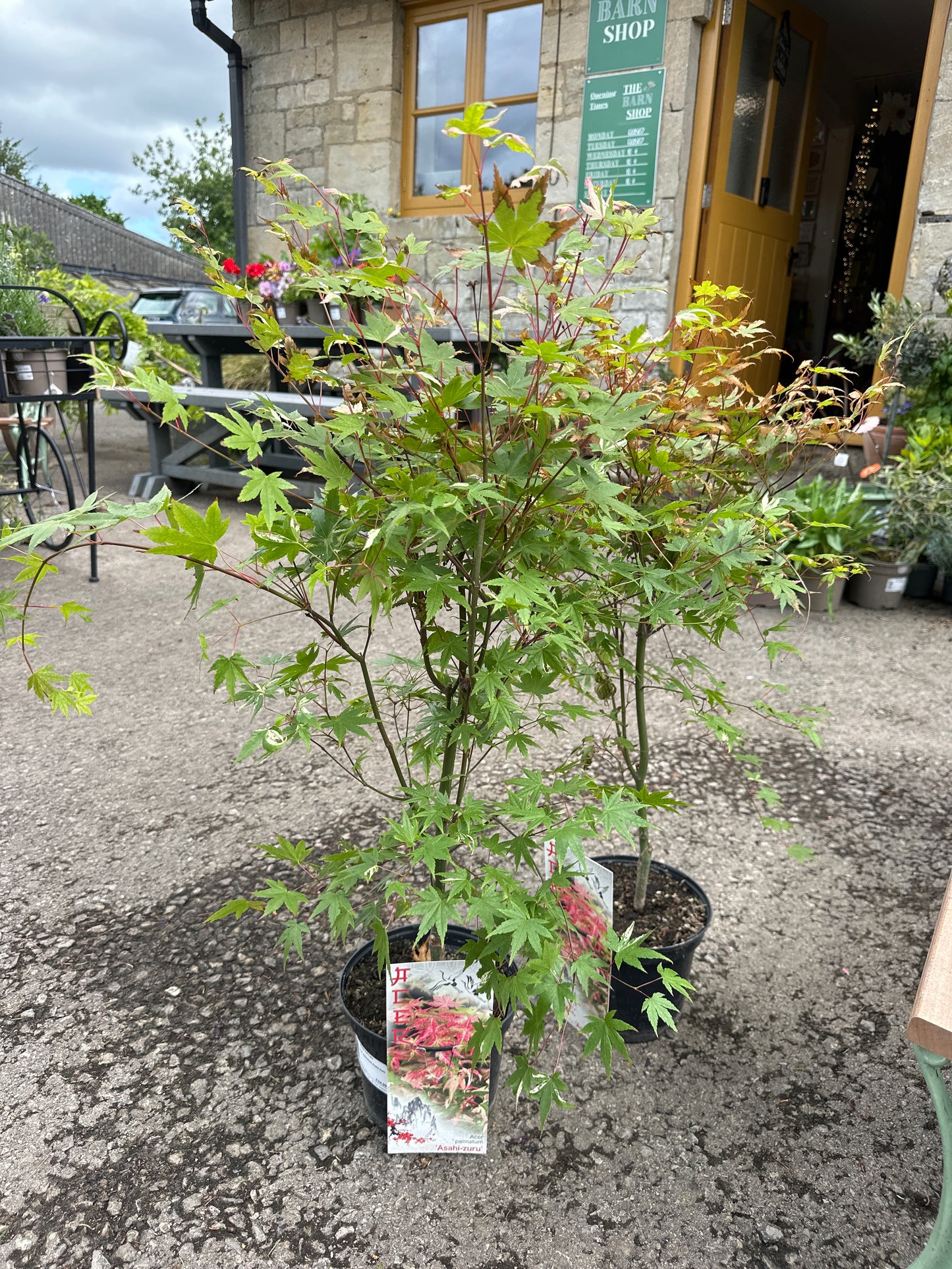 Acer palmatum Asahi Zuru 19cm