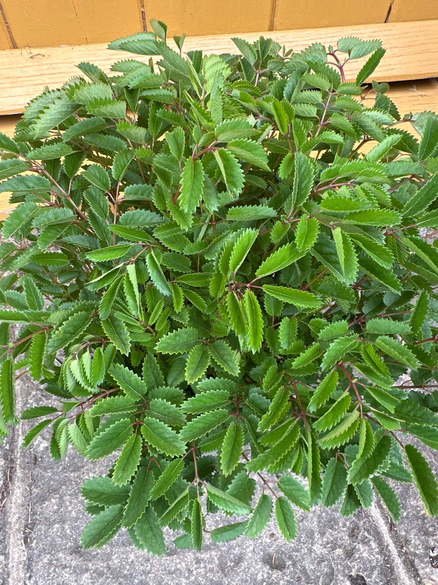Sanguisorba Proud Mary 3Ltr