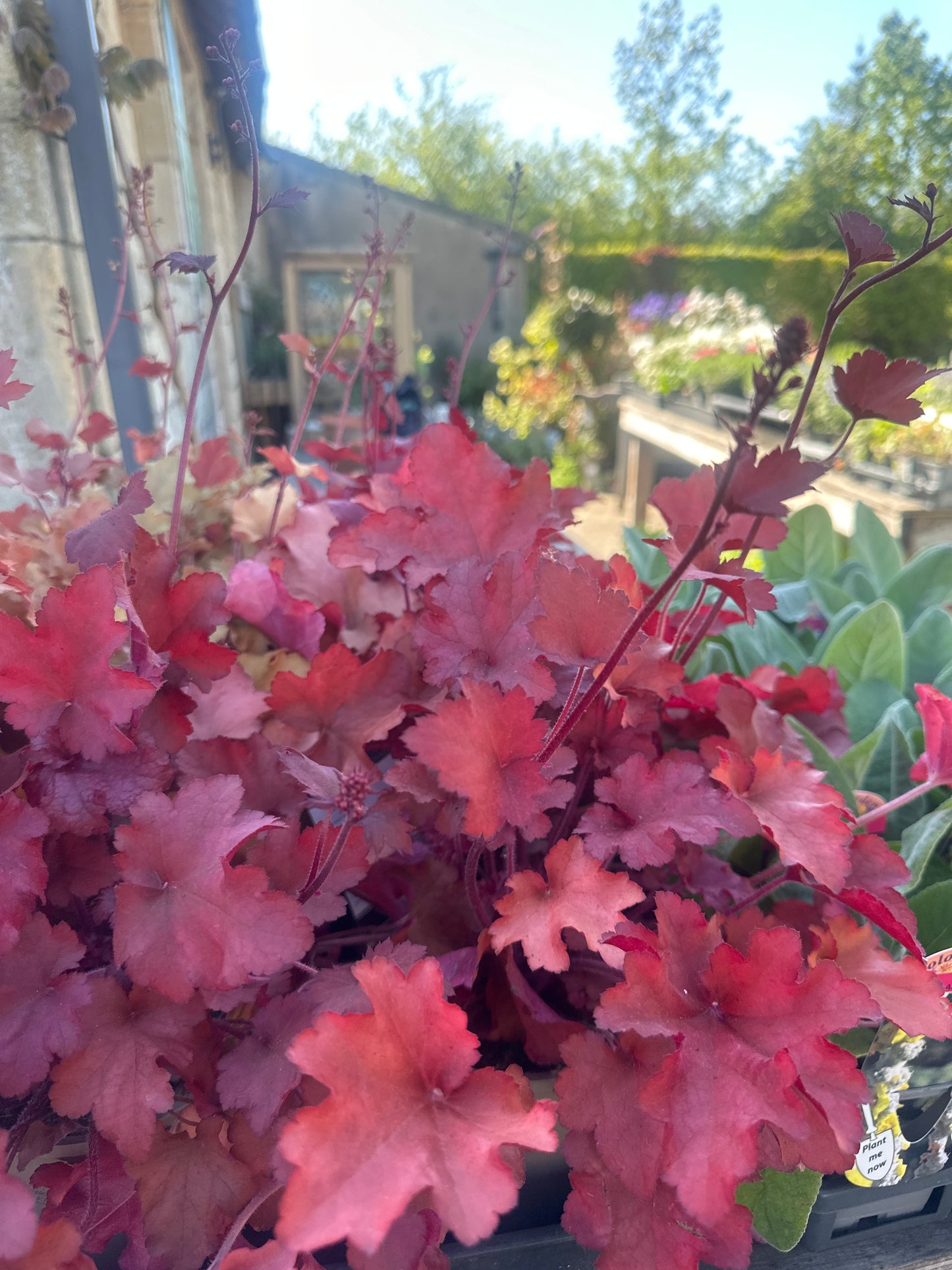 Heuchera Indian Summer Cranberry 1Ltr