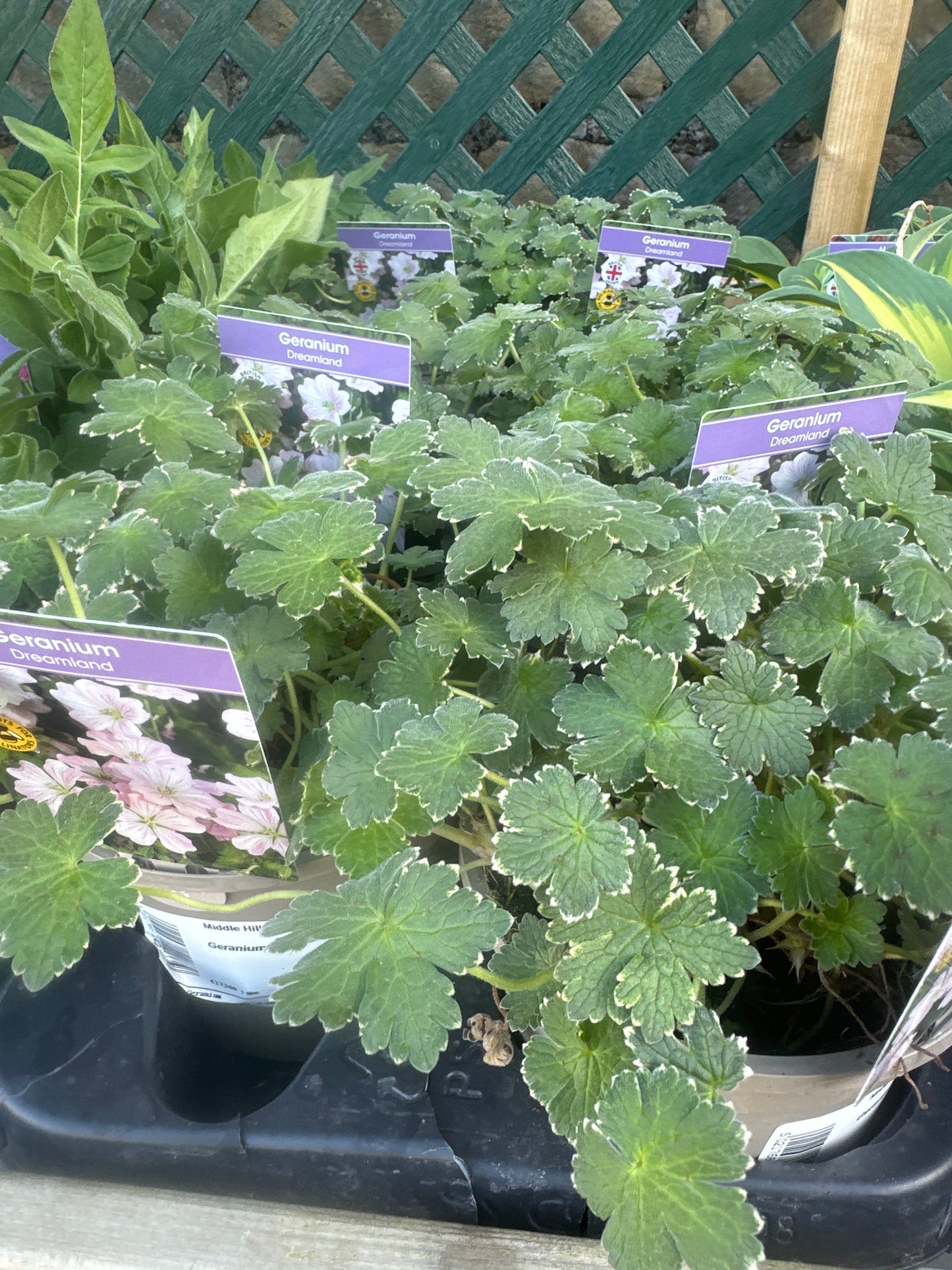 Geranium Dreamland 1Ltr