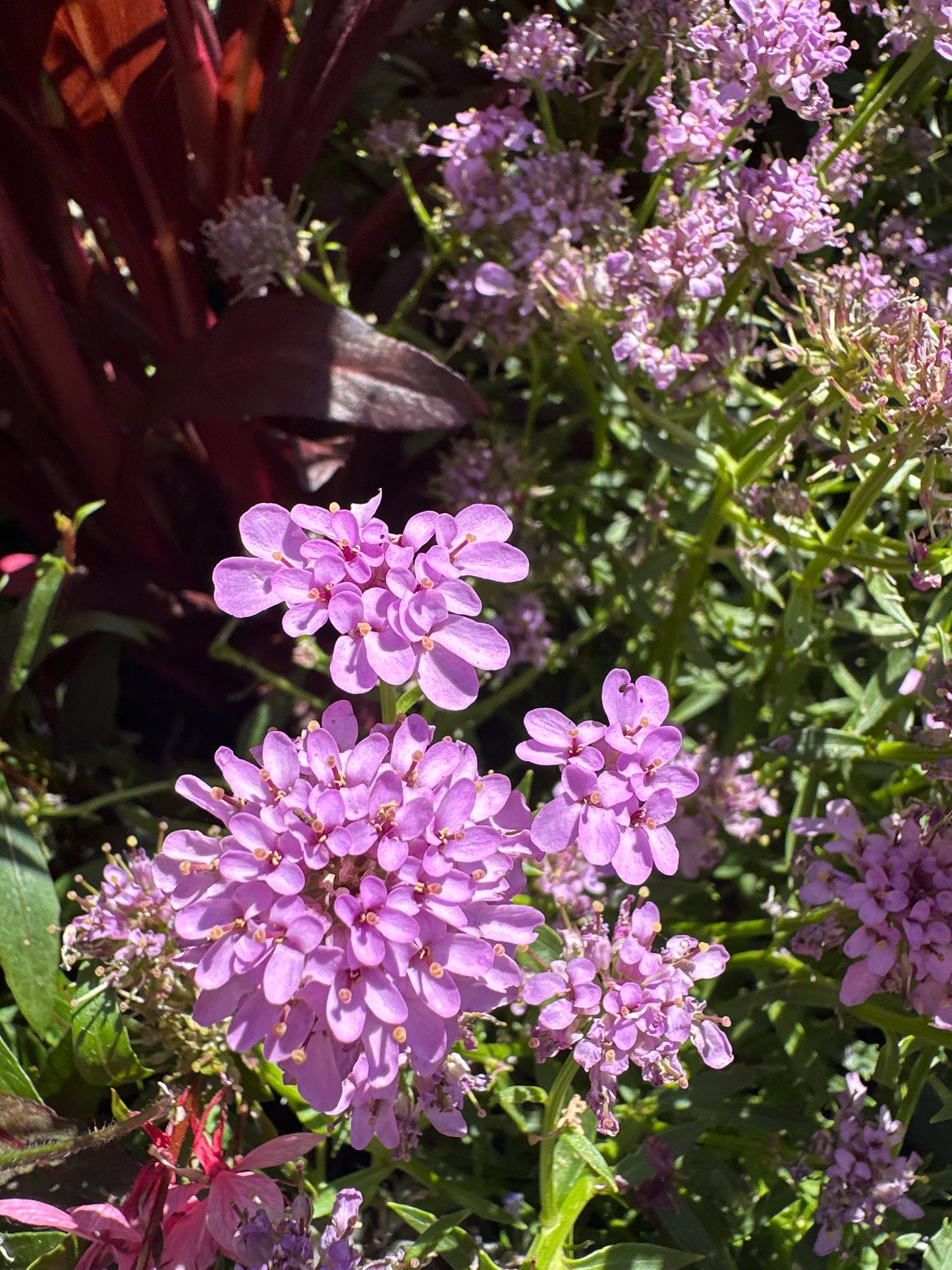 Iberis Mermaid Lavender 2Ltr