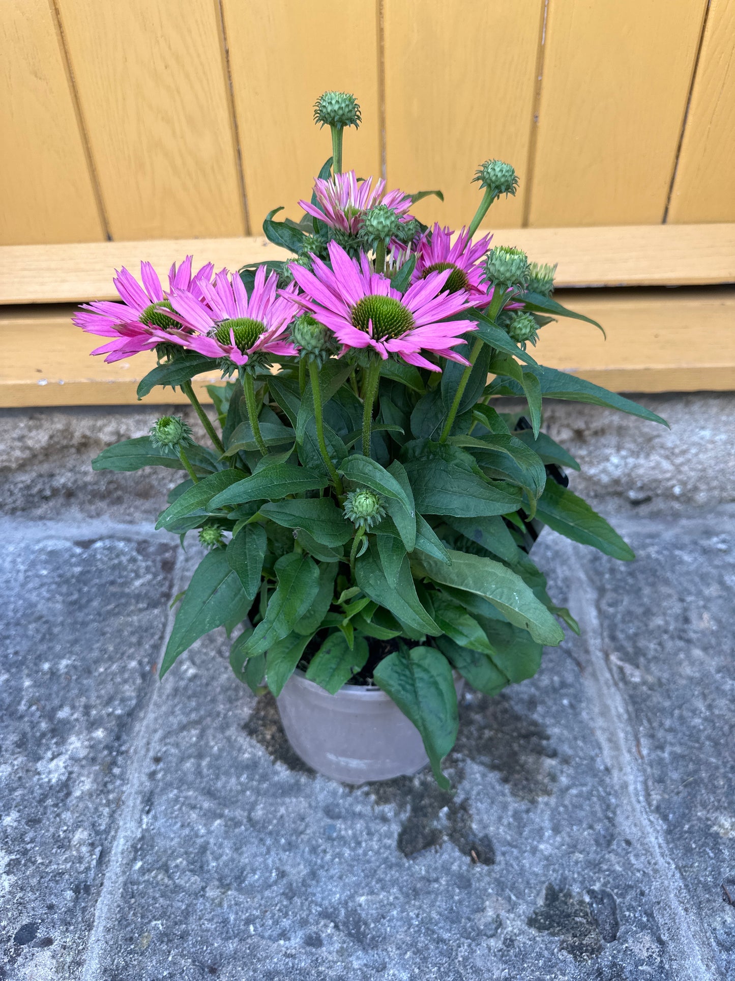Echinacea 3Ltr