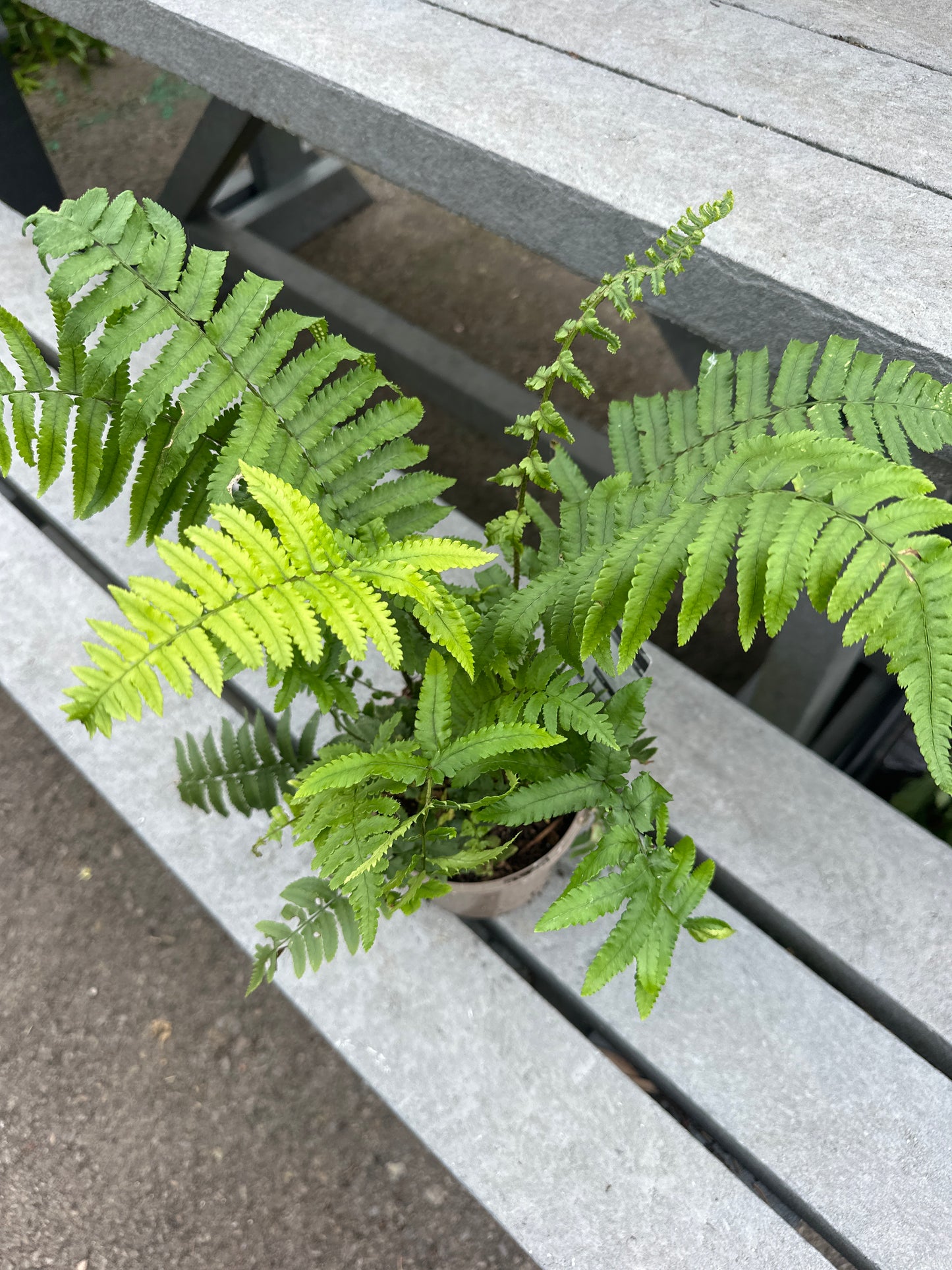 Polystichum Neolobatum ( Long Eared Holly Fern ) 1Ltr
