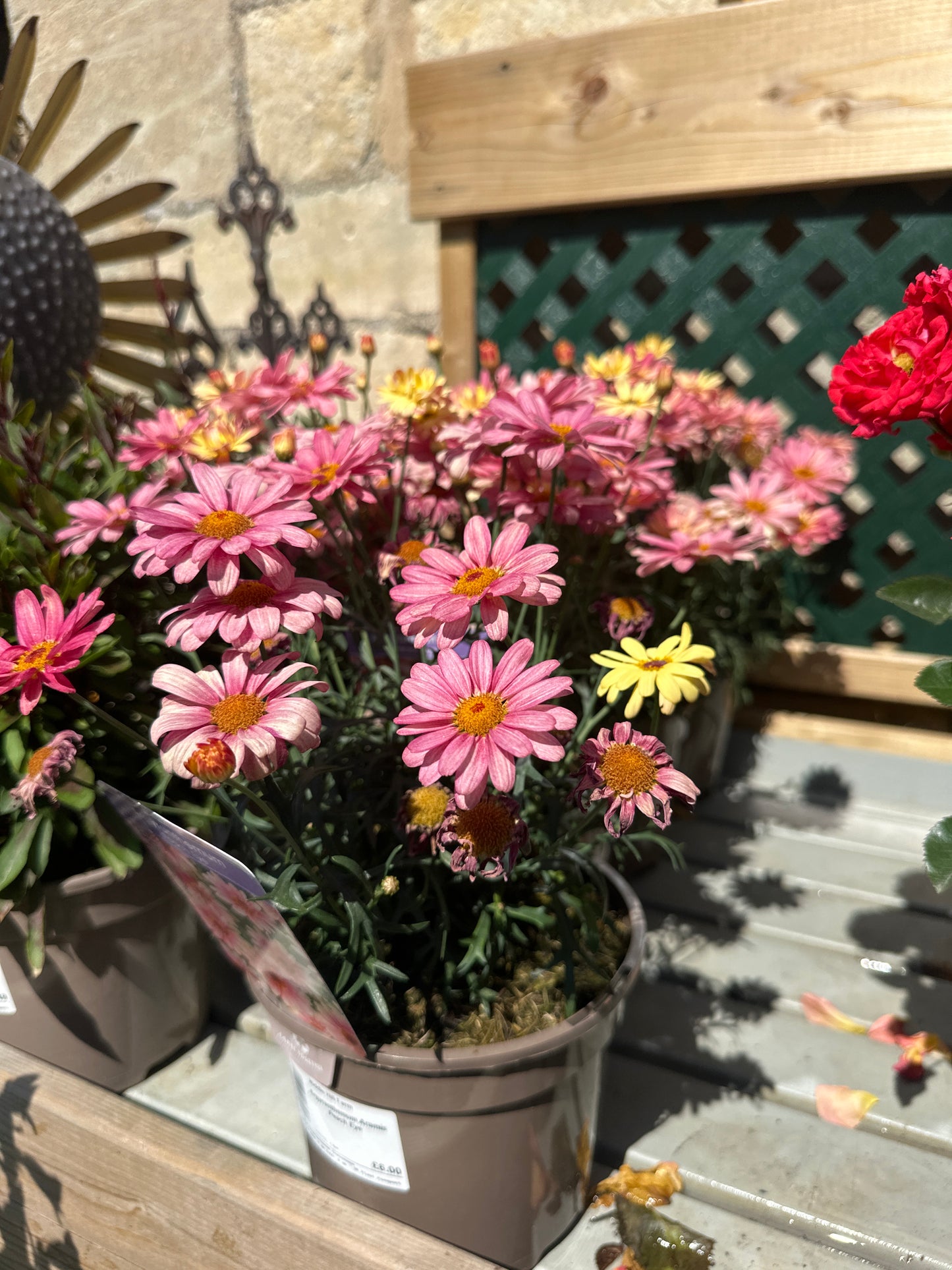 Argyranthemum Aramis Peach Eye 2Ltr